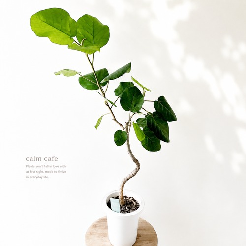 フィカス アウリクラータ エベレスト 曲がり 観葉植物 calm cafe