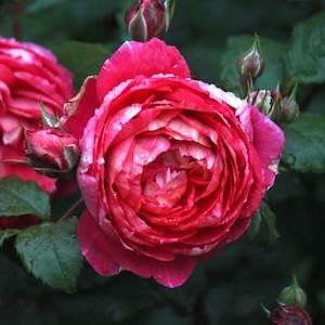 バラ大苗　クレディ・ミュチュエル【ドミニク・マサド】　＜3月上旬発送商品＞