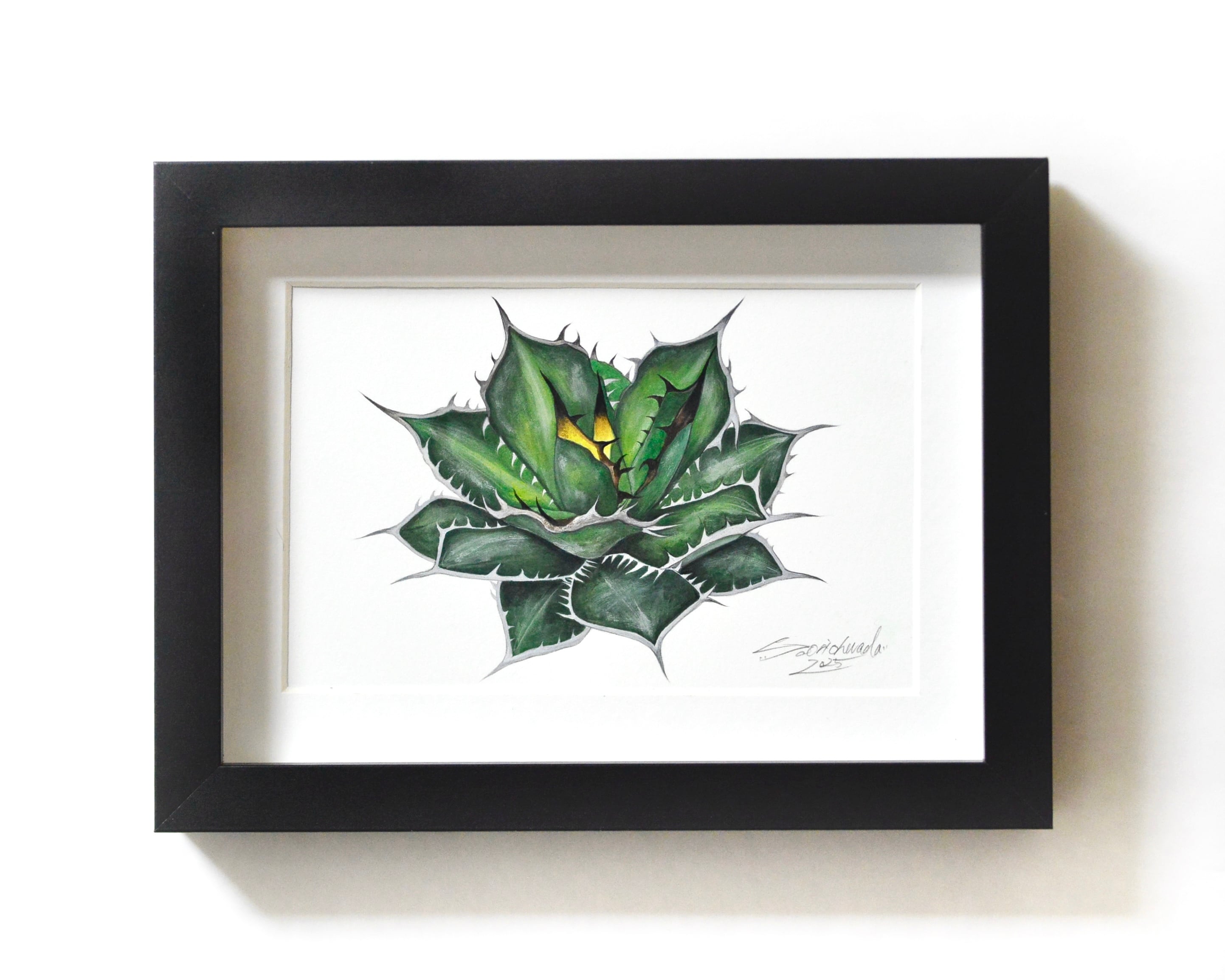 アガベ・チタノタ原画作品 ２