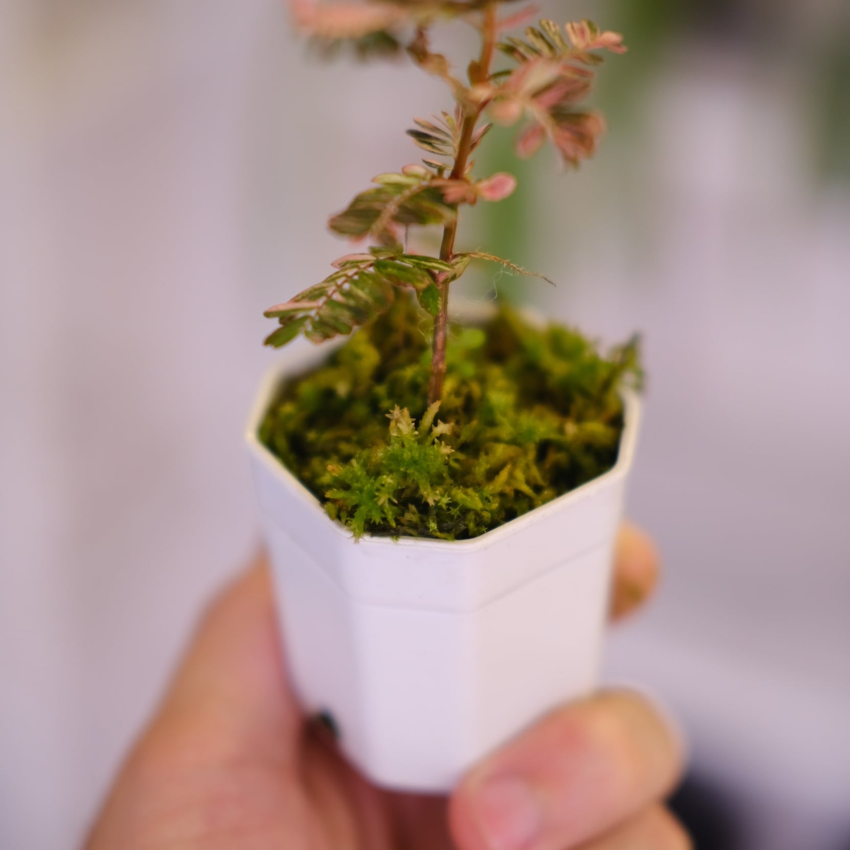 Phyllanthus urinaria 'Pink Variegated'⑦ / フィランサス