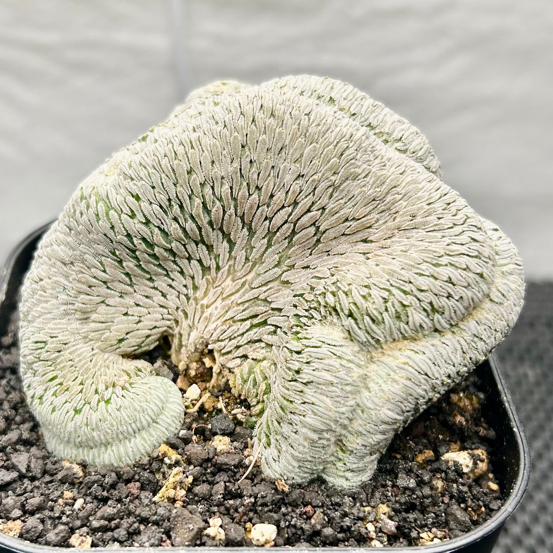 ペレキフォラ【精巧丸】綴化 サボテン ペレキフォラ【精巧丸】綴化 サボテン ペレキフォラ属 ☆ 精巧丸綴化