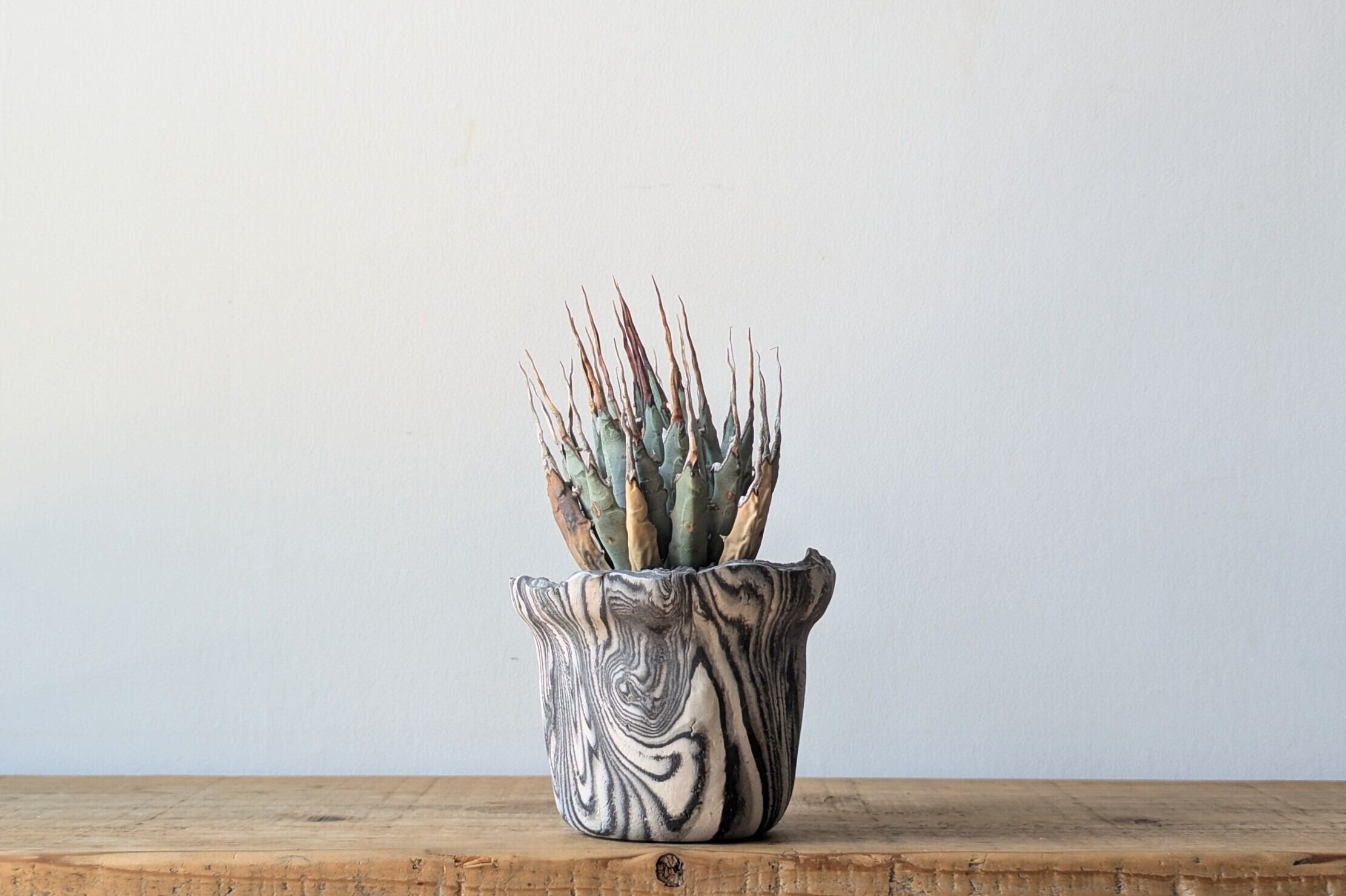 Ramat Planter #93 【GuruGuru】/ Ceramic Planter × アガベ  