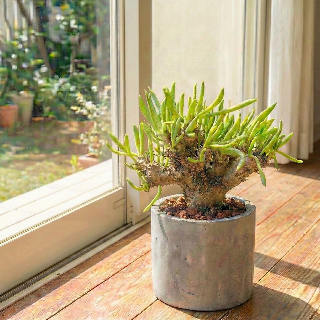 万物想 チレコドン・レティキュラーツス 塊根植物 コーデックス 乾きやすい用土を使用 根腐れ防止 育成初心者にもおすすめの1株|虫発生抑制