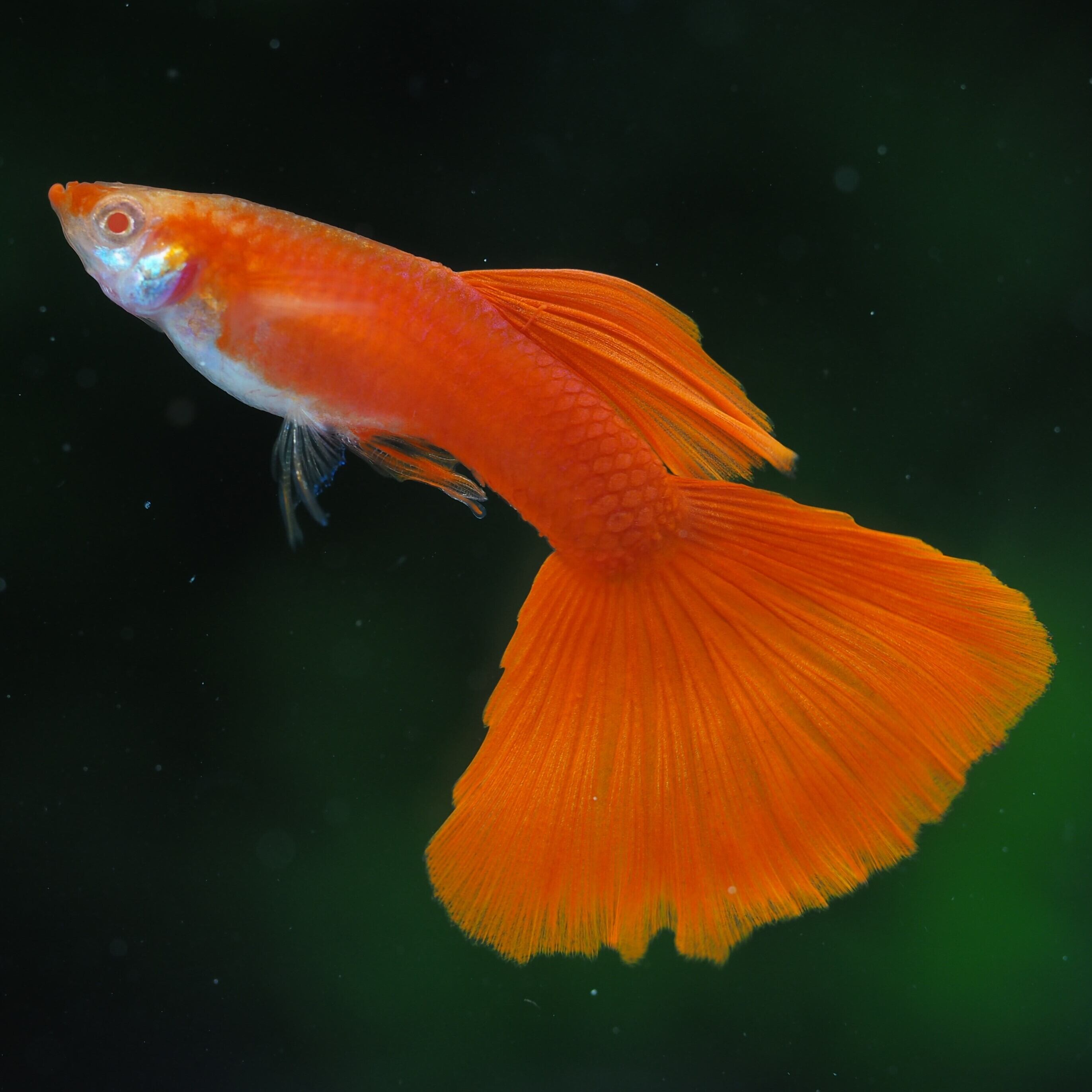 RREA･レッドレースコブラ 1ペア RREA・レッドレースコブラ 1ペア