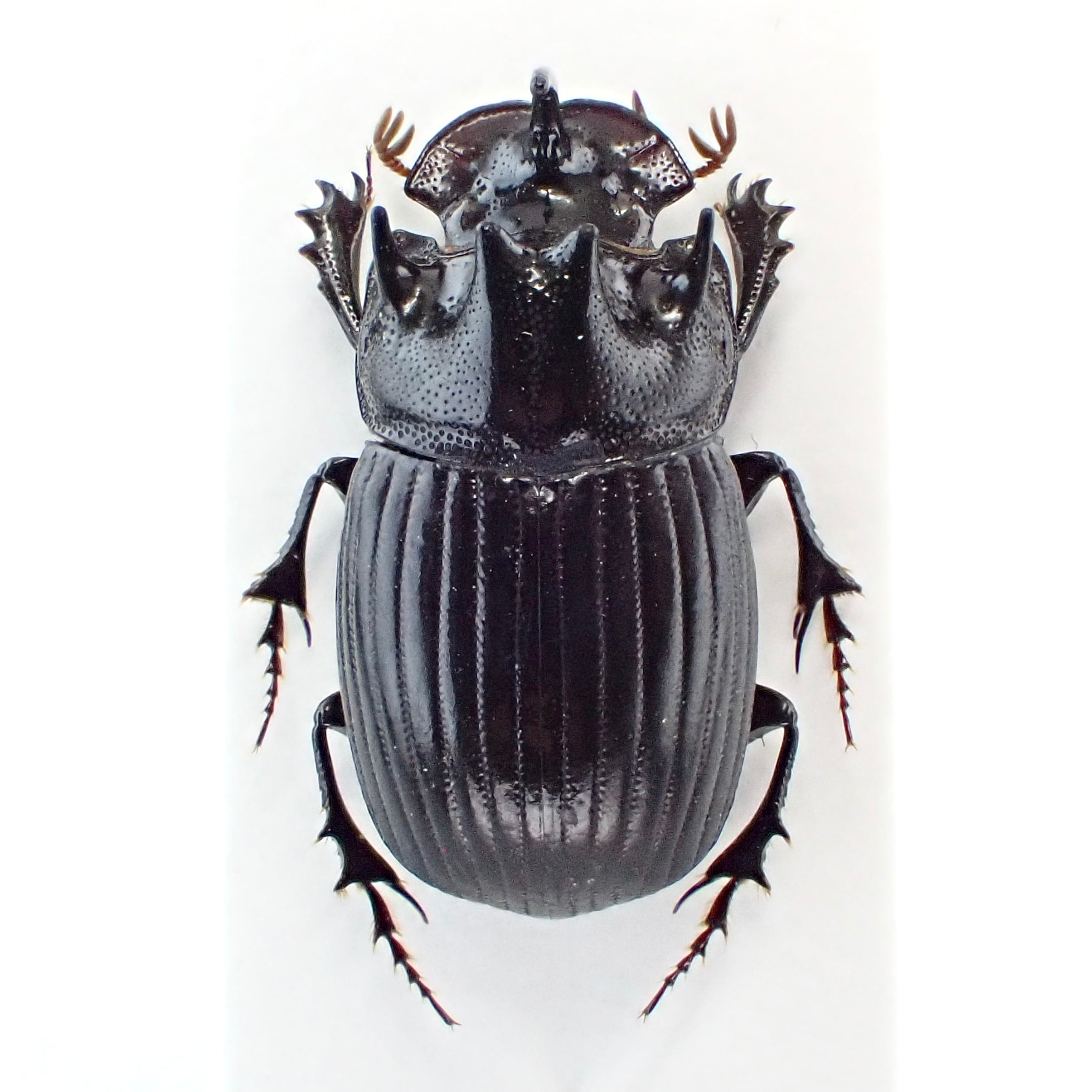 インド産 Copris sp. ♂ 20mm | 昆虫標本 Diggers & Rollers