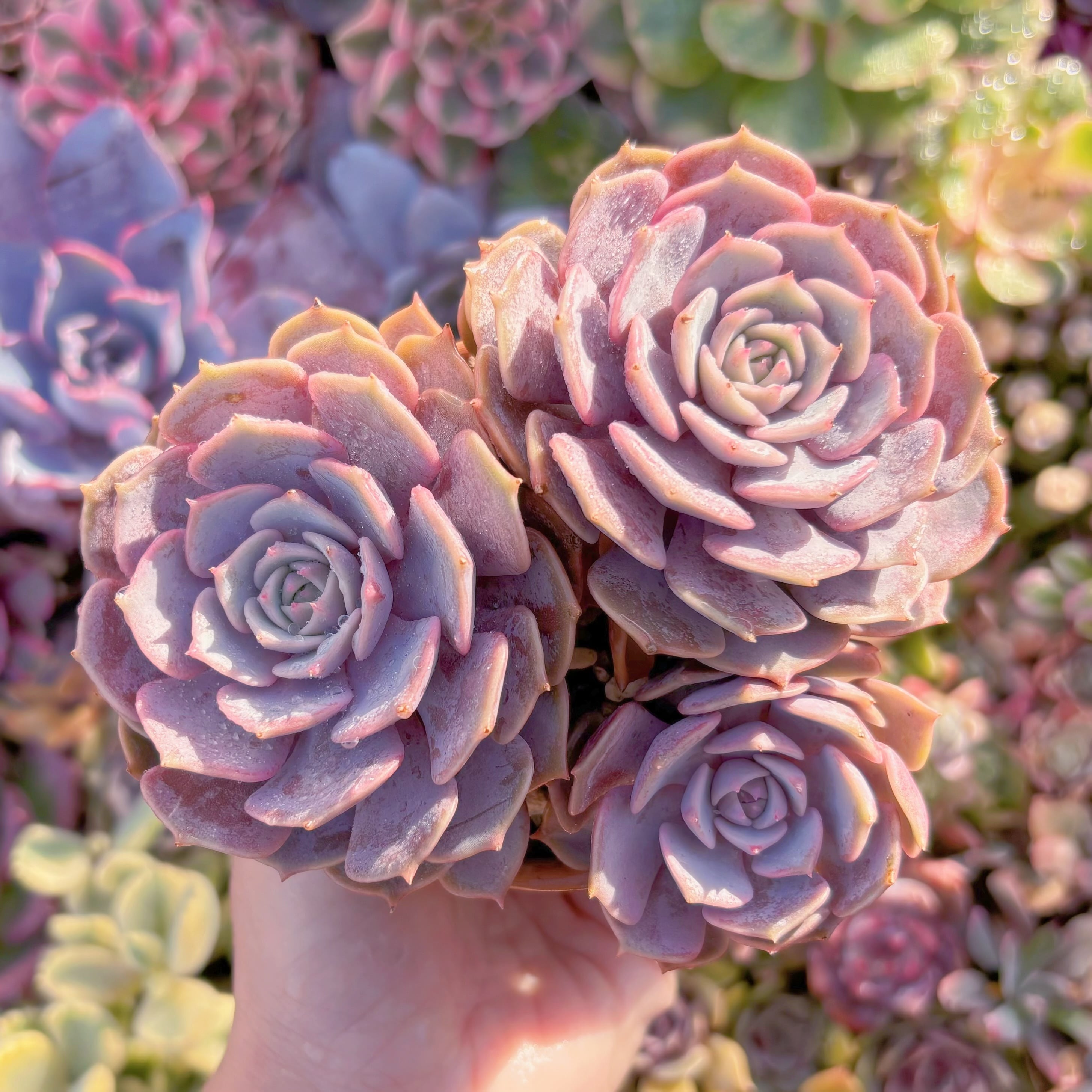 現品　ピンクローラ#F075　群生　新入荷　るる農園