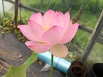 紹興紅蓮・鉢