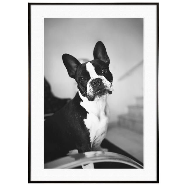 動物写真 犬 ボストンテリア インテリア モノクロアートポスター額装 AS1148