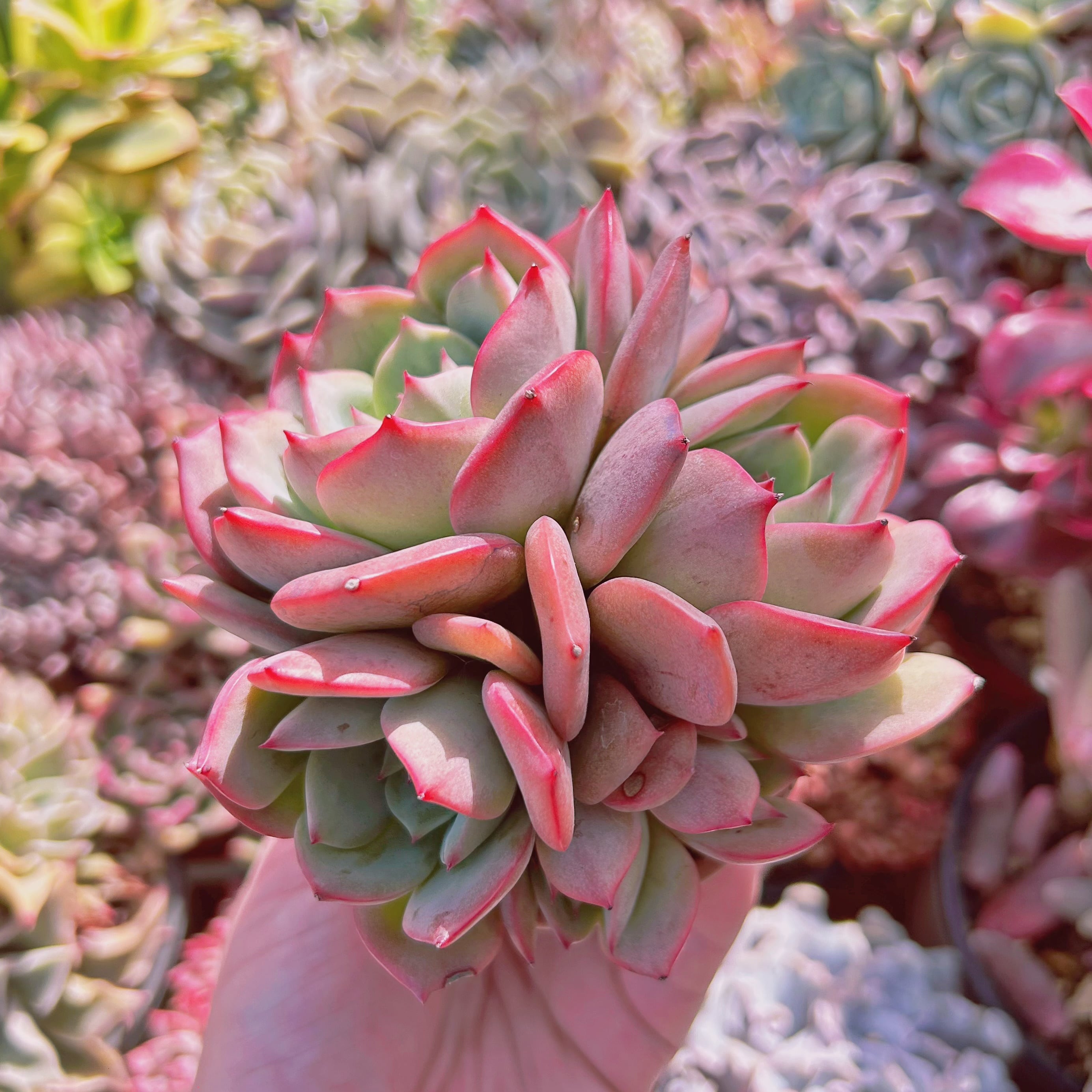 730B-3多肉植物 エケベリア雑交新種ECHEVERIA longissima×不明 25株 超美苗