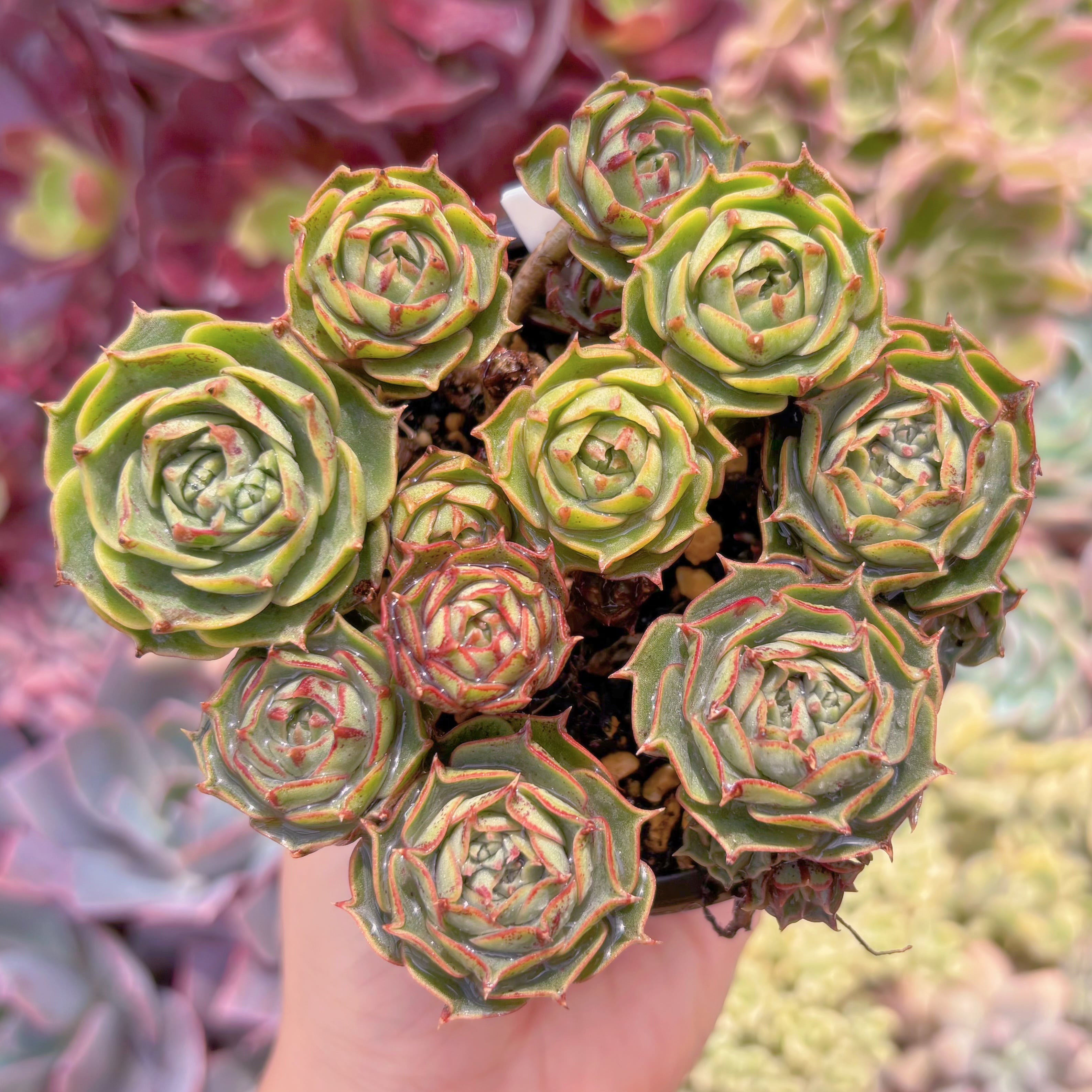 現品　ヨロッパロンギシマ#A73　るる農園