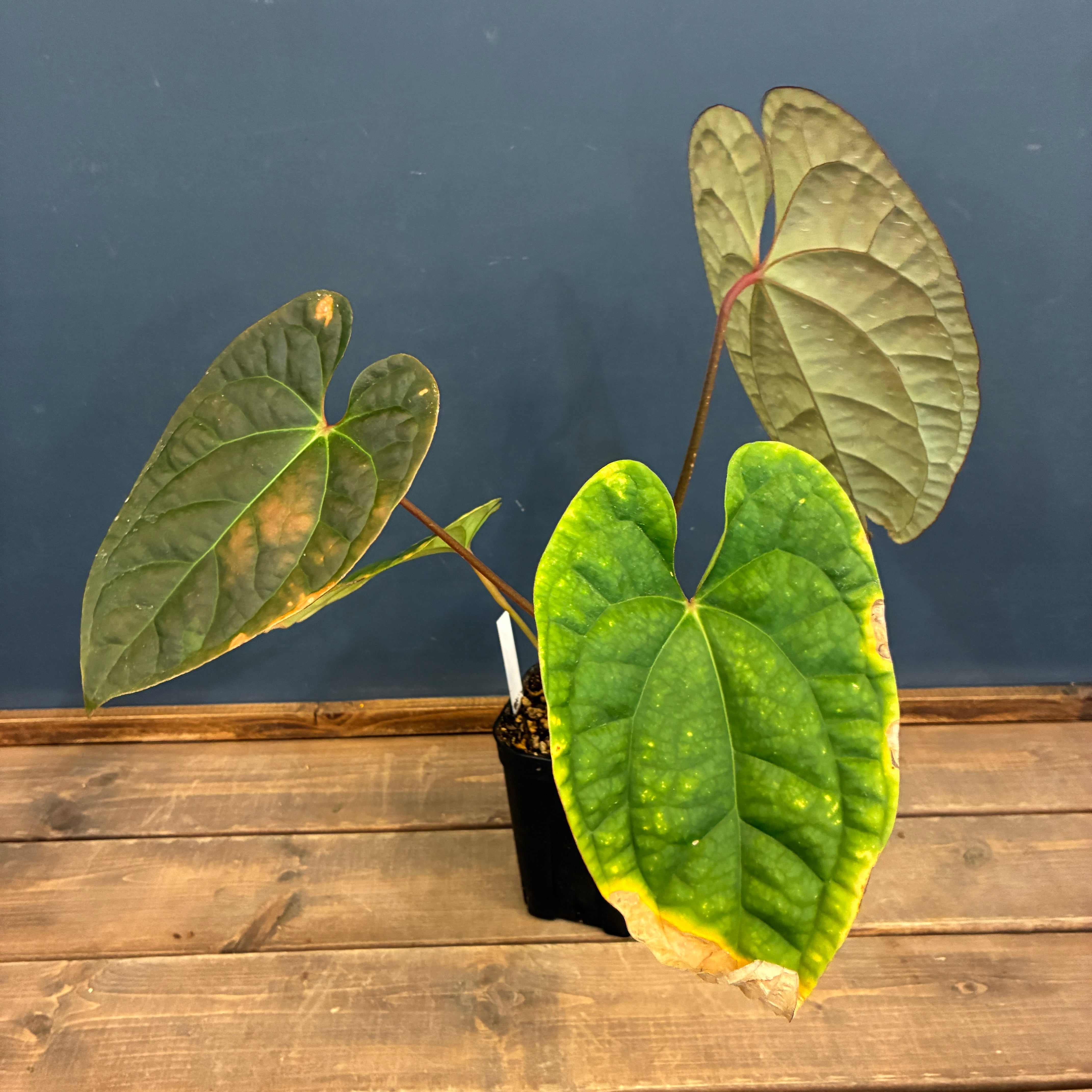 クリアランス】アンスリウム luxurians(red) × sp. aff. besseae【331
