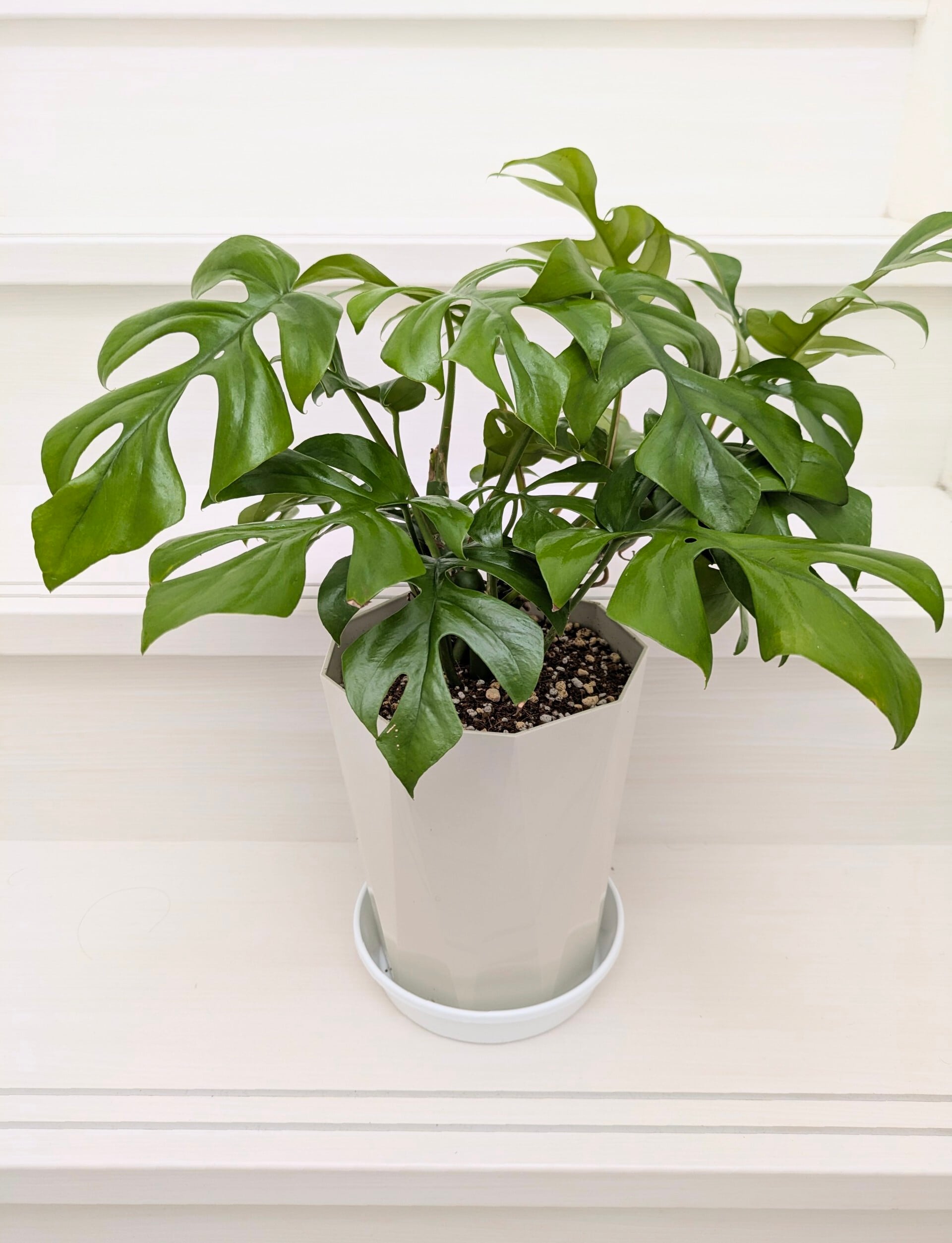 観葉植物》 ヒメモンステラ 6号鉢 現品のみ | 札幌 花屋 観葉植物》 ヒメモンステラ 6号鉢 現品のみ | 札幌 花屋