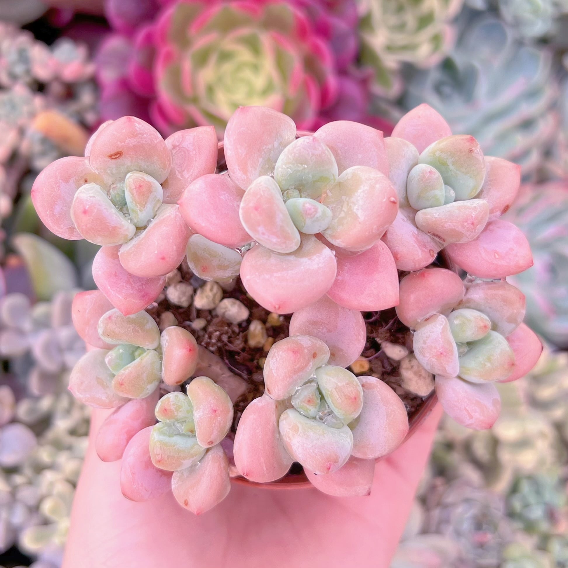 現品　マカロン#016　るる農園