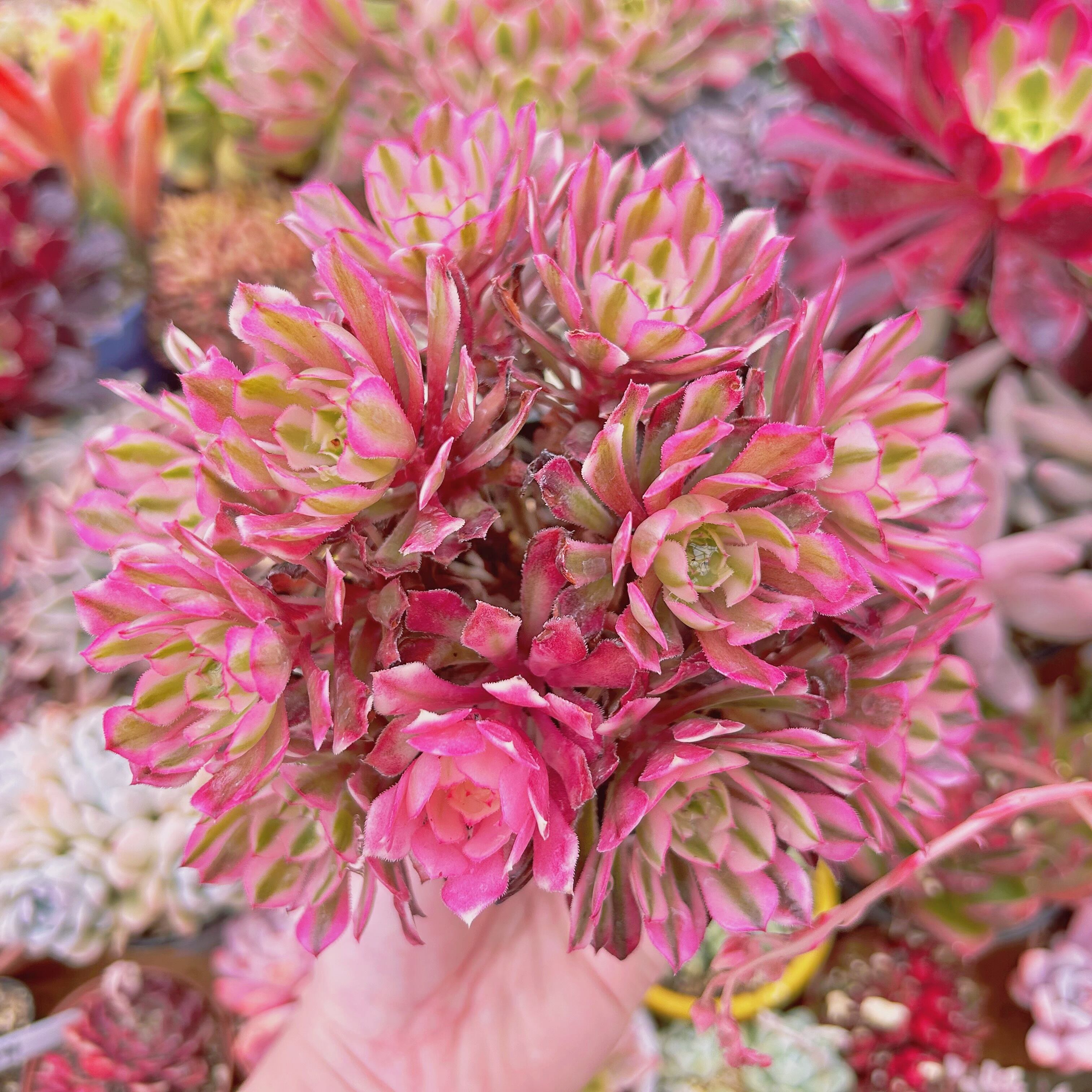 #514現物　多肉植物　Aeonium   ブラックチェリー　特大　抜き苗