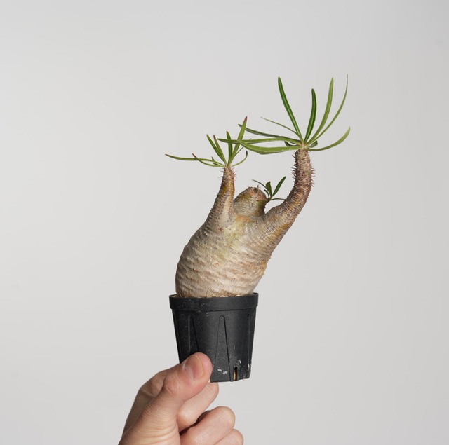 パキポディウム グラキリス no.4〈発根済み〉