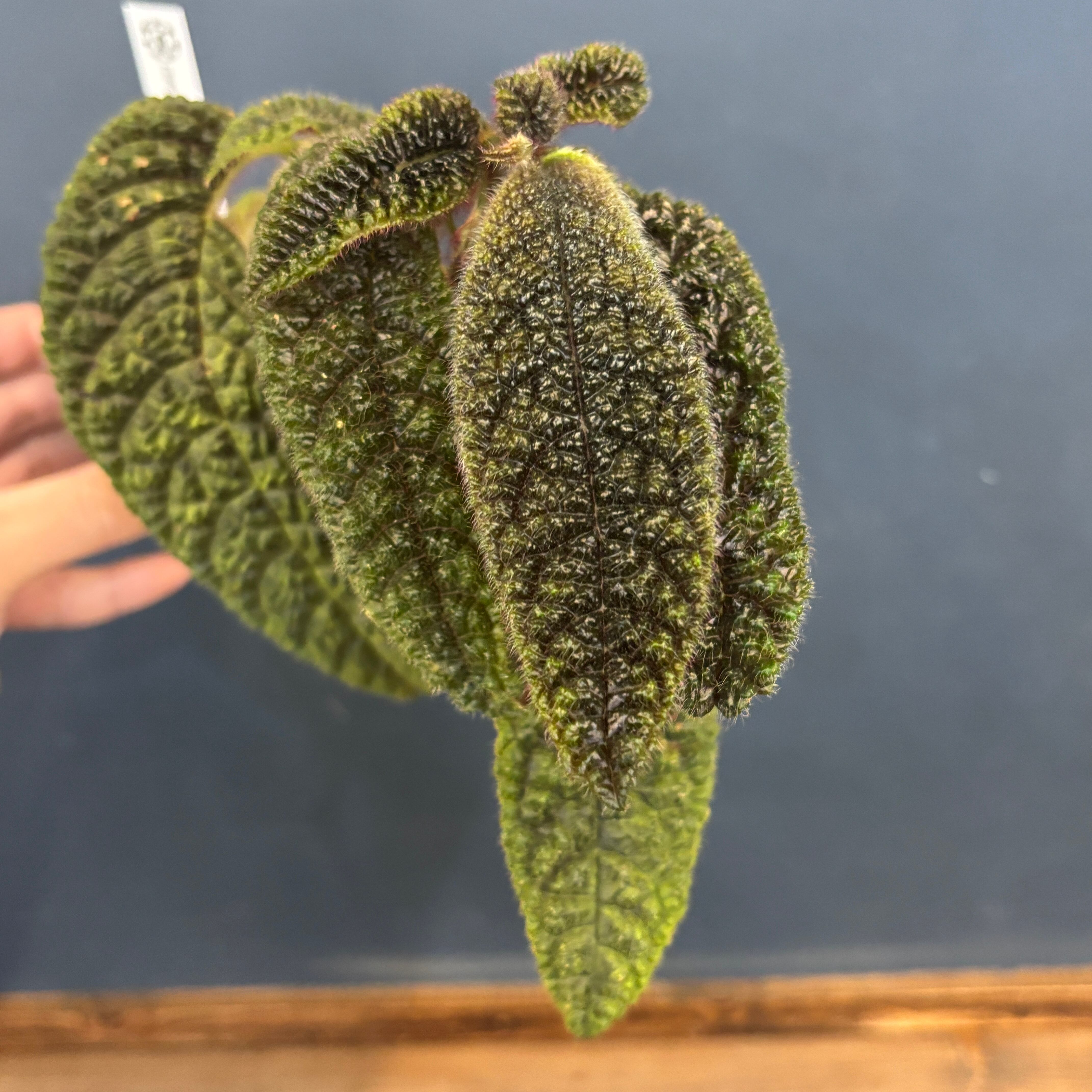 P.willinckii cv. Sailor Saturn【artPLANTs】ビカクシダ/Platycerium