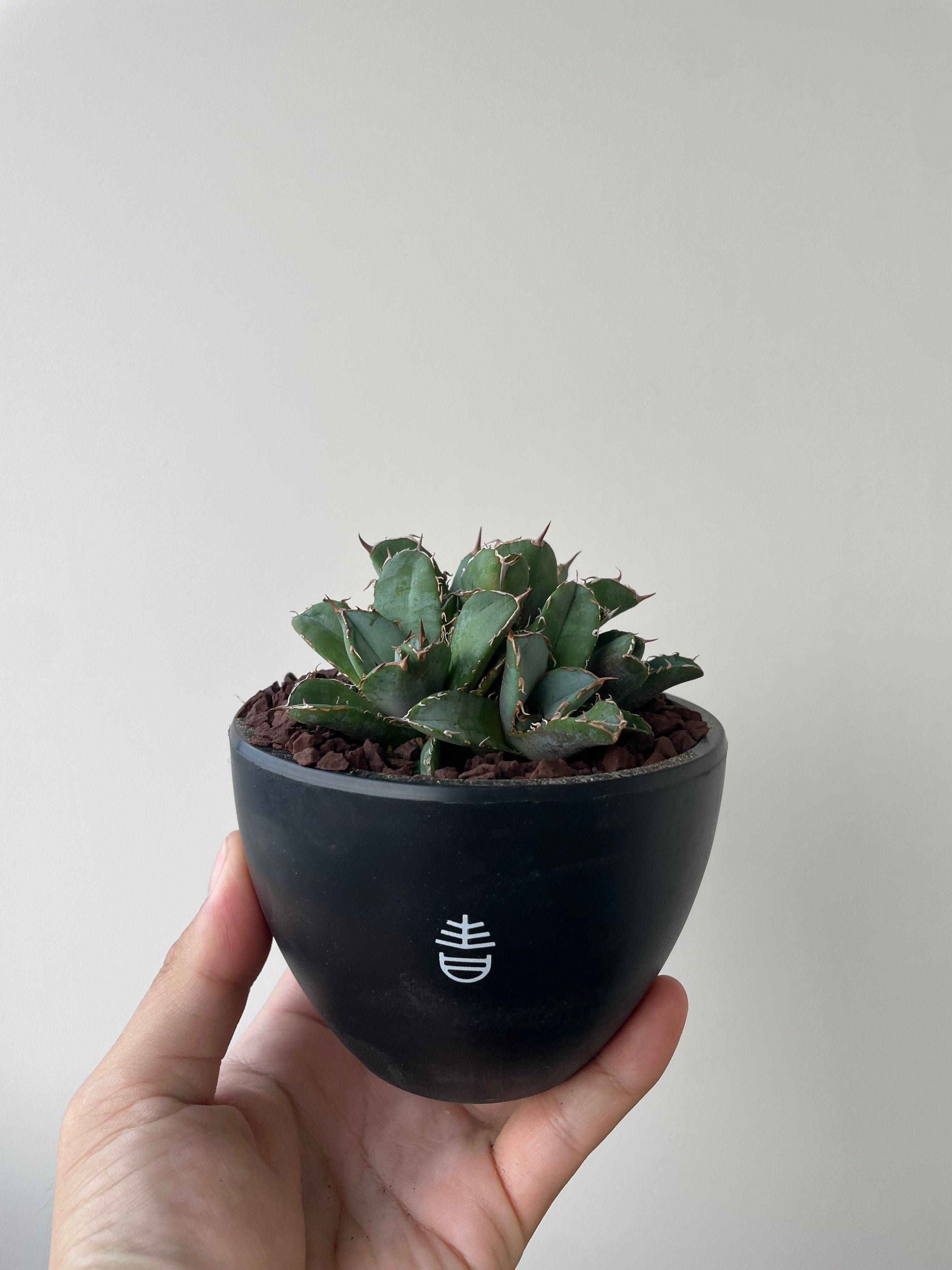 新着】Agave titanota crested【多頭になる品種の子株】アガベ