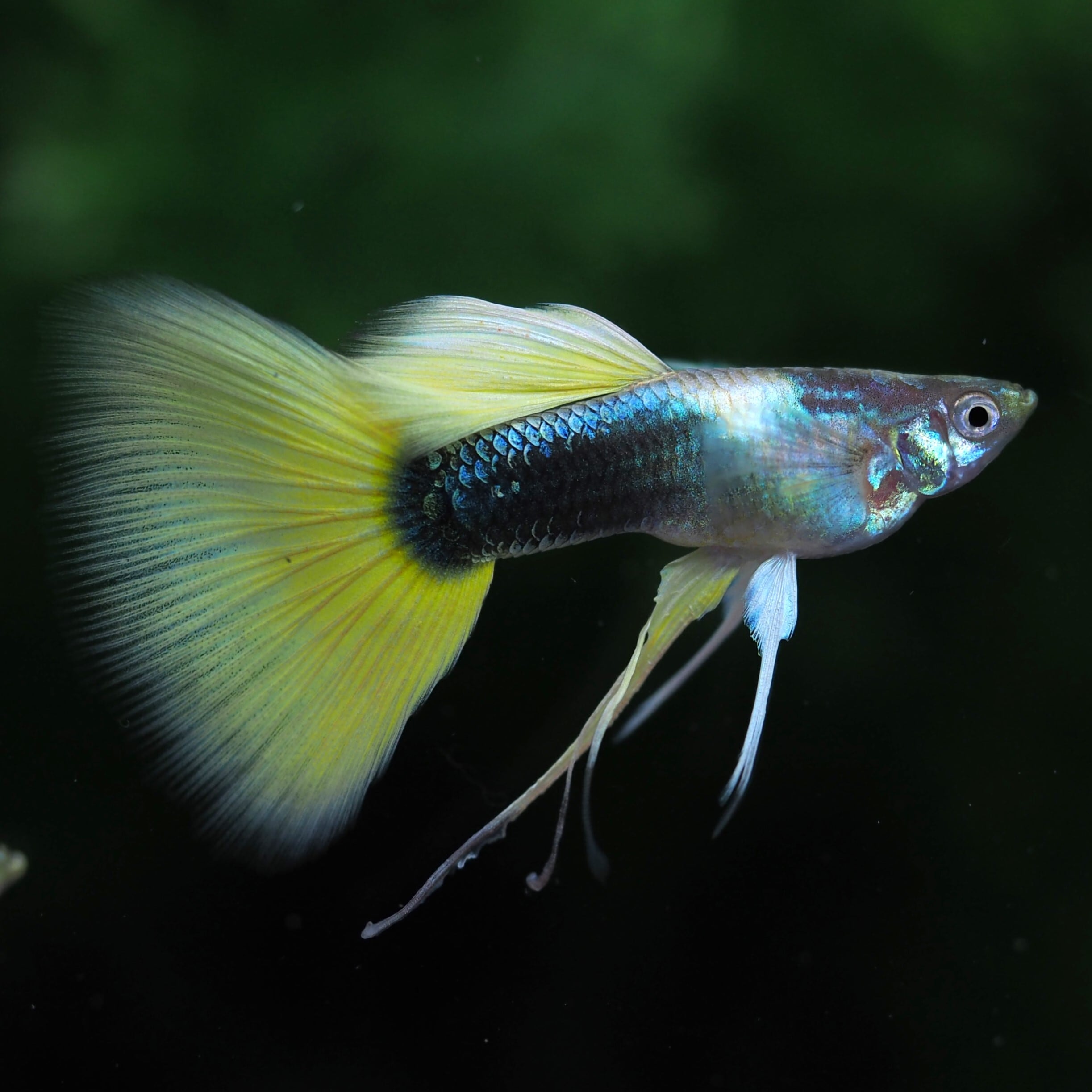 GUPPY | 伊豆グッピーファーム