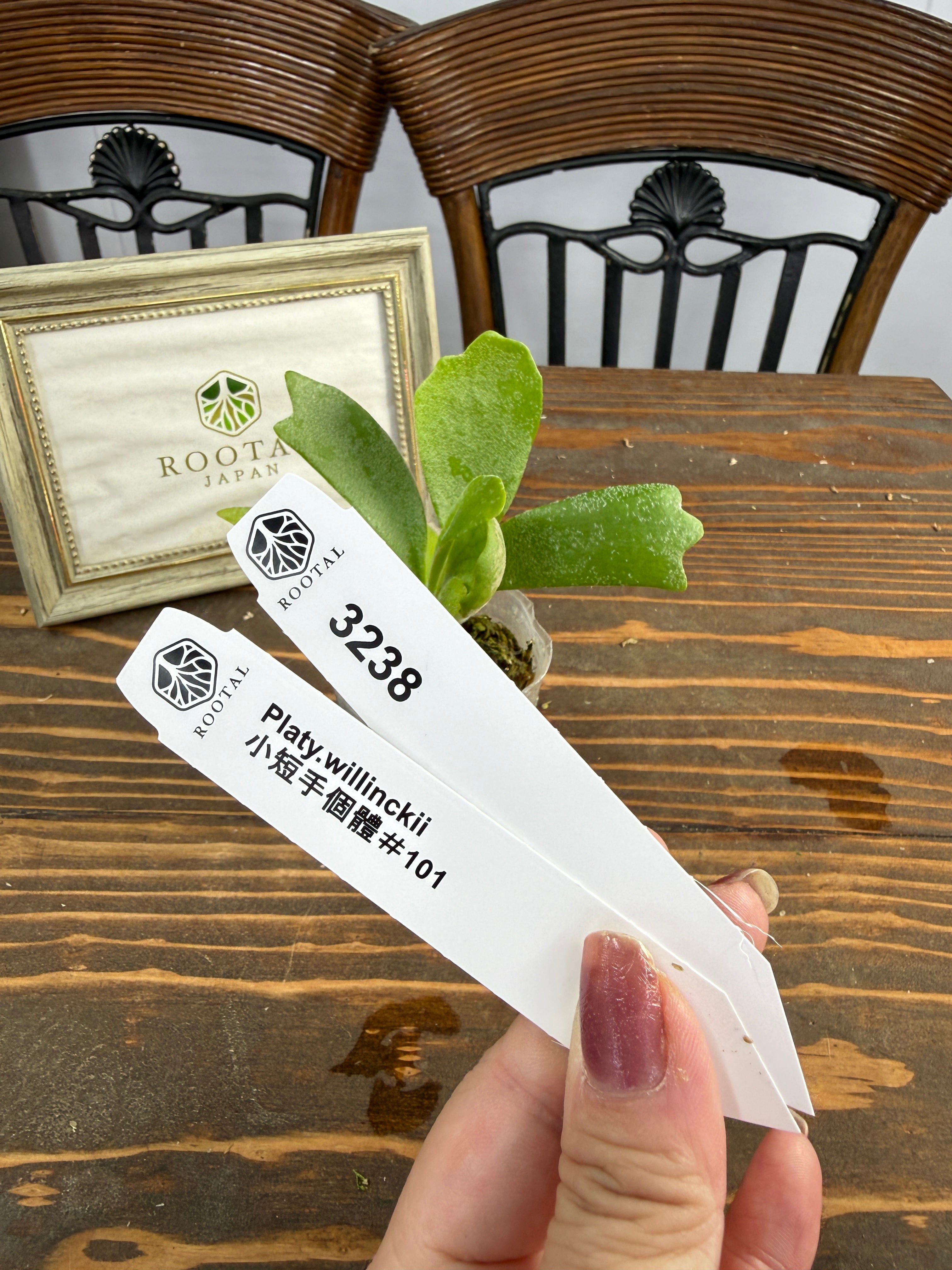 ROOTALPLANTS