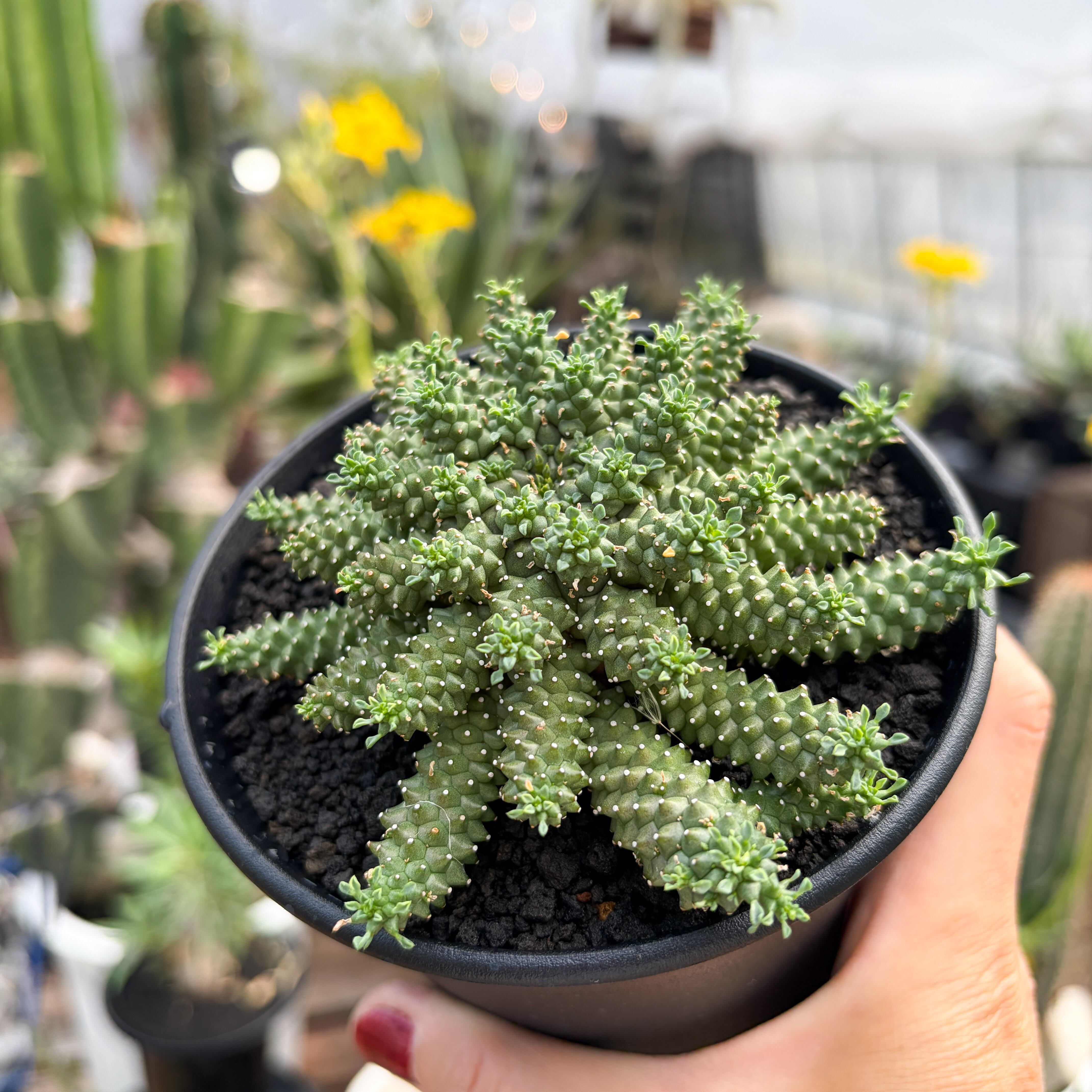 希少種　木質化　ユーフォルビア　アトロビリディス　検索用　デセプタ Euphorbia atroviridis【ユーフォルビア・アトロビリディス】 | RIMO'S