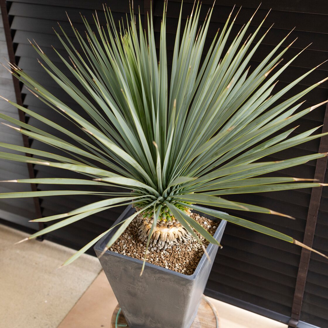 ユッカ ロストラータ Rostrata シルバーブルー 13号 株立ち 観葉植物 