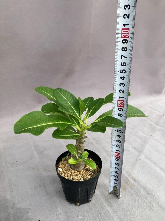 花盛りな小さな木 花盛りな小さな木