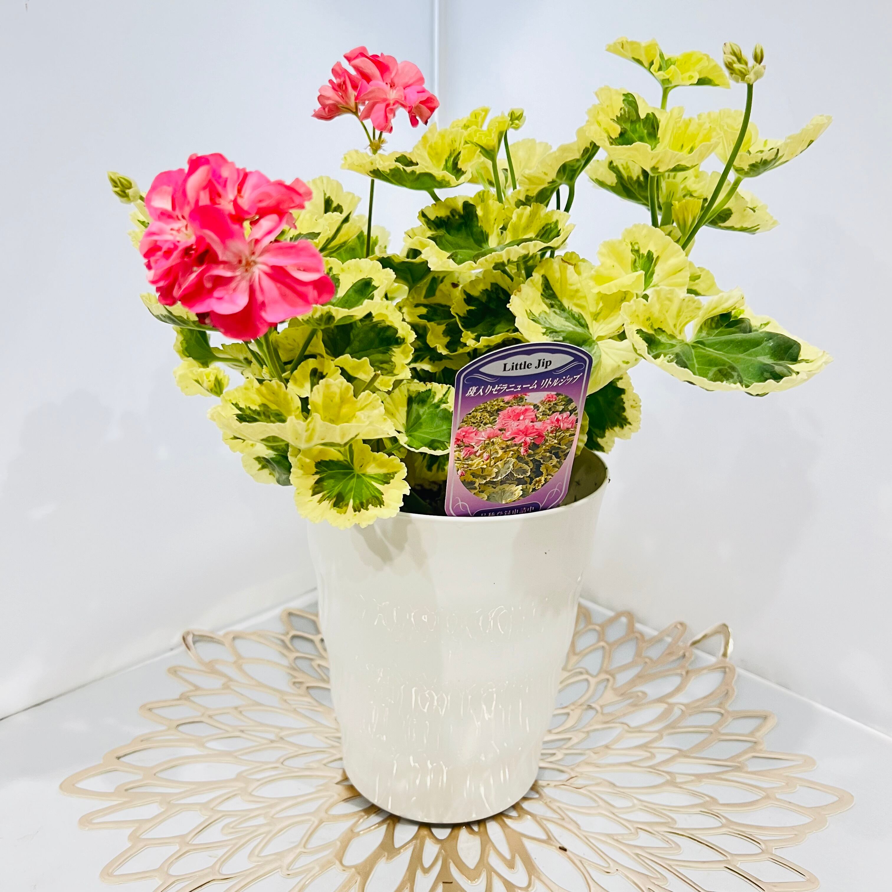 ゼラニウム リトルジップ（5号）斑入り ゼラニウム レア 人気 数量限定