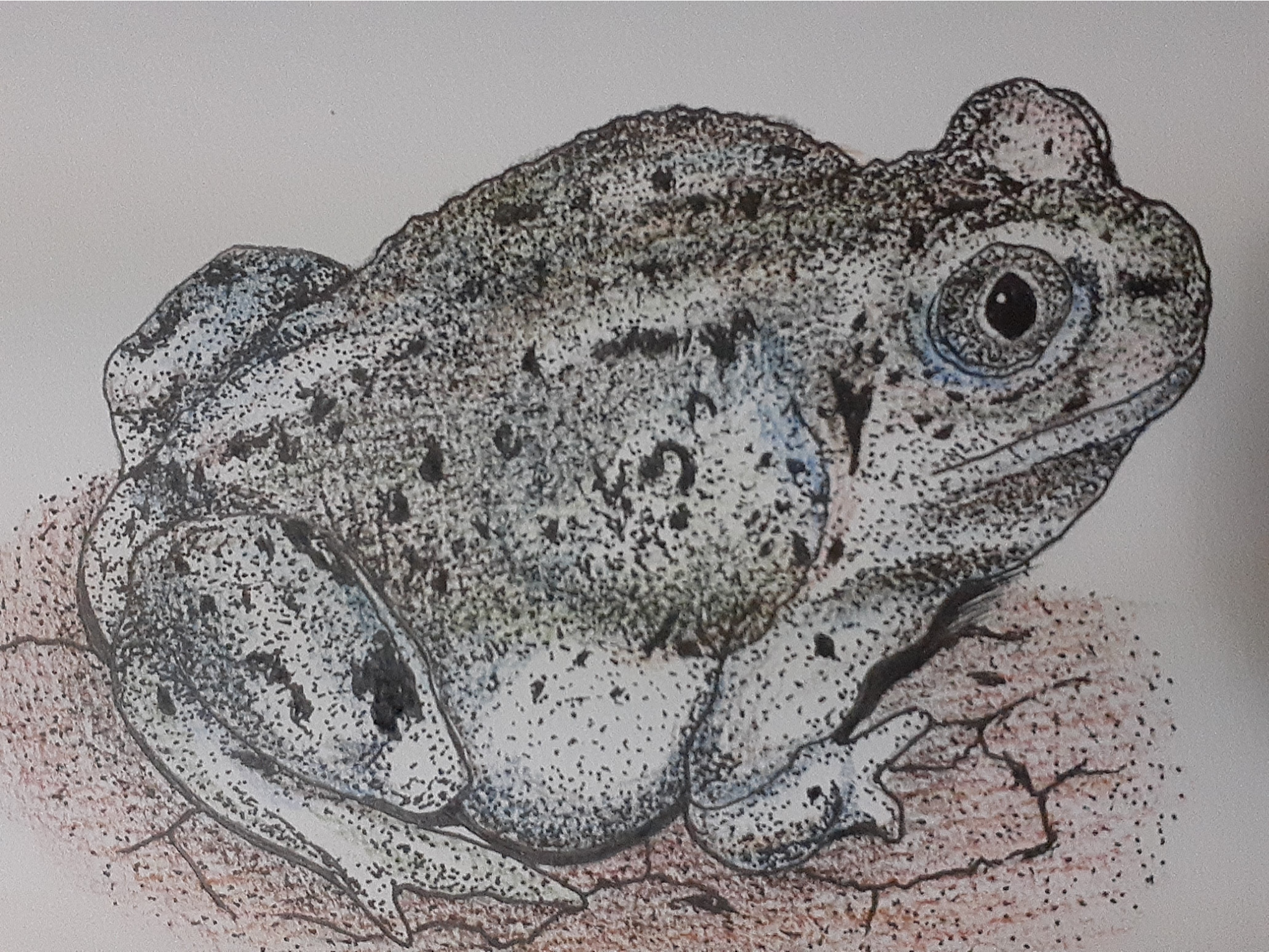 カエル　トビウオ　絵画　自作 カエル トビウオ 絵画 自作 カエルの油絵