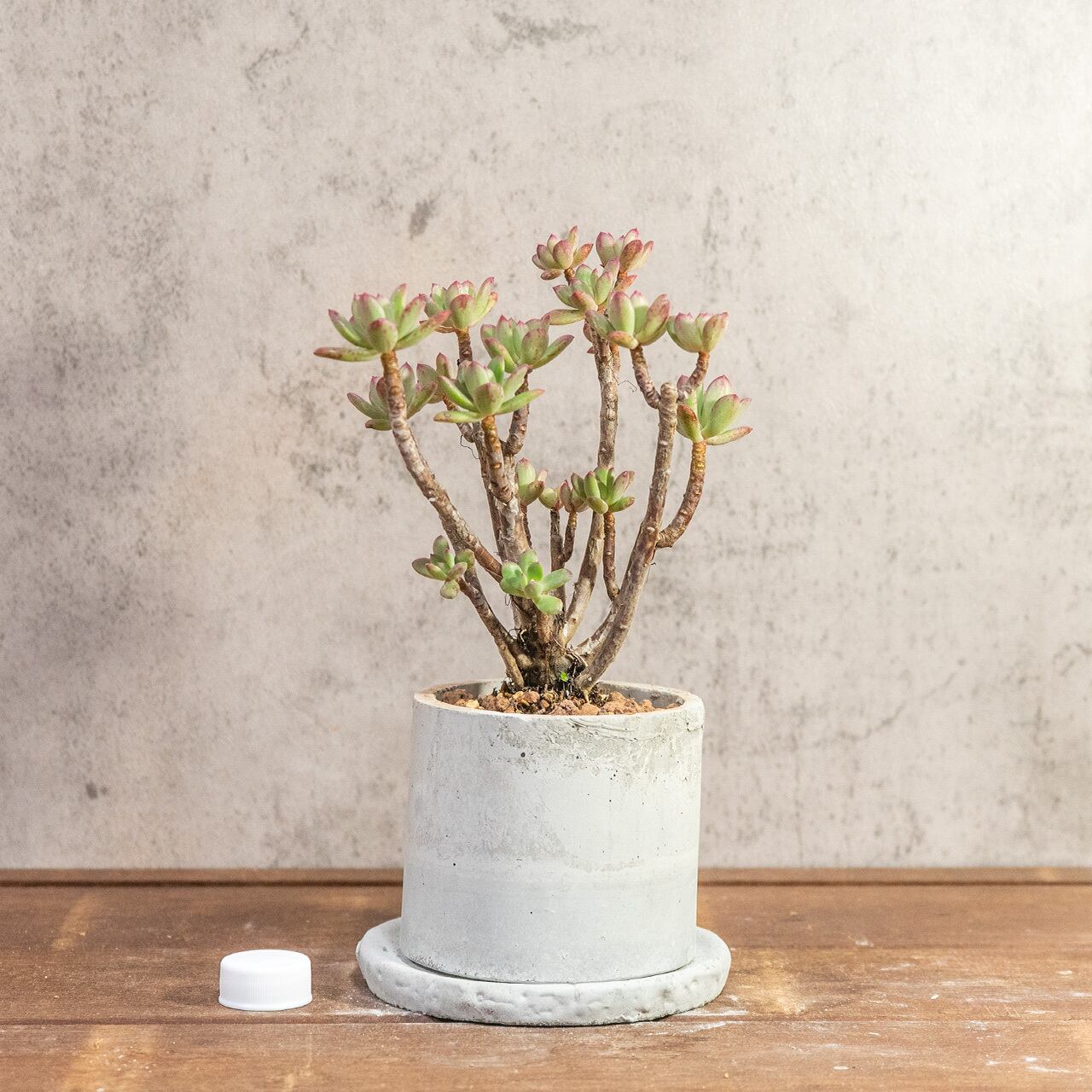 初心者さんにもおすすめ！可愛いエケベリア ミニベルと手作りモルタル鉢のセット｜届いてすぐ飾れる鉢植え【虫発生抑制】