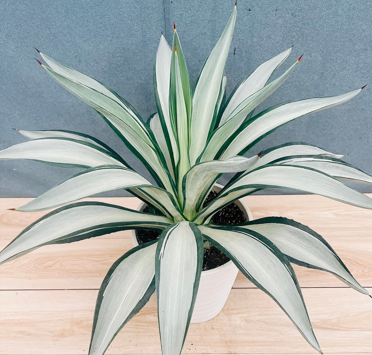 ［現品］【希少】4番　フィカス　アフリカンプリンス　8号　観葉植物　室内　レア 現品］【希少】5番 フィカス アフリカンプリンス 8号 観葉植物 室内