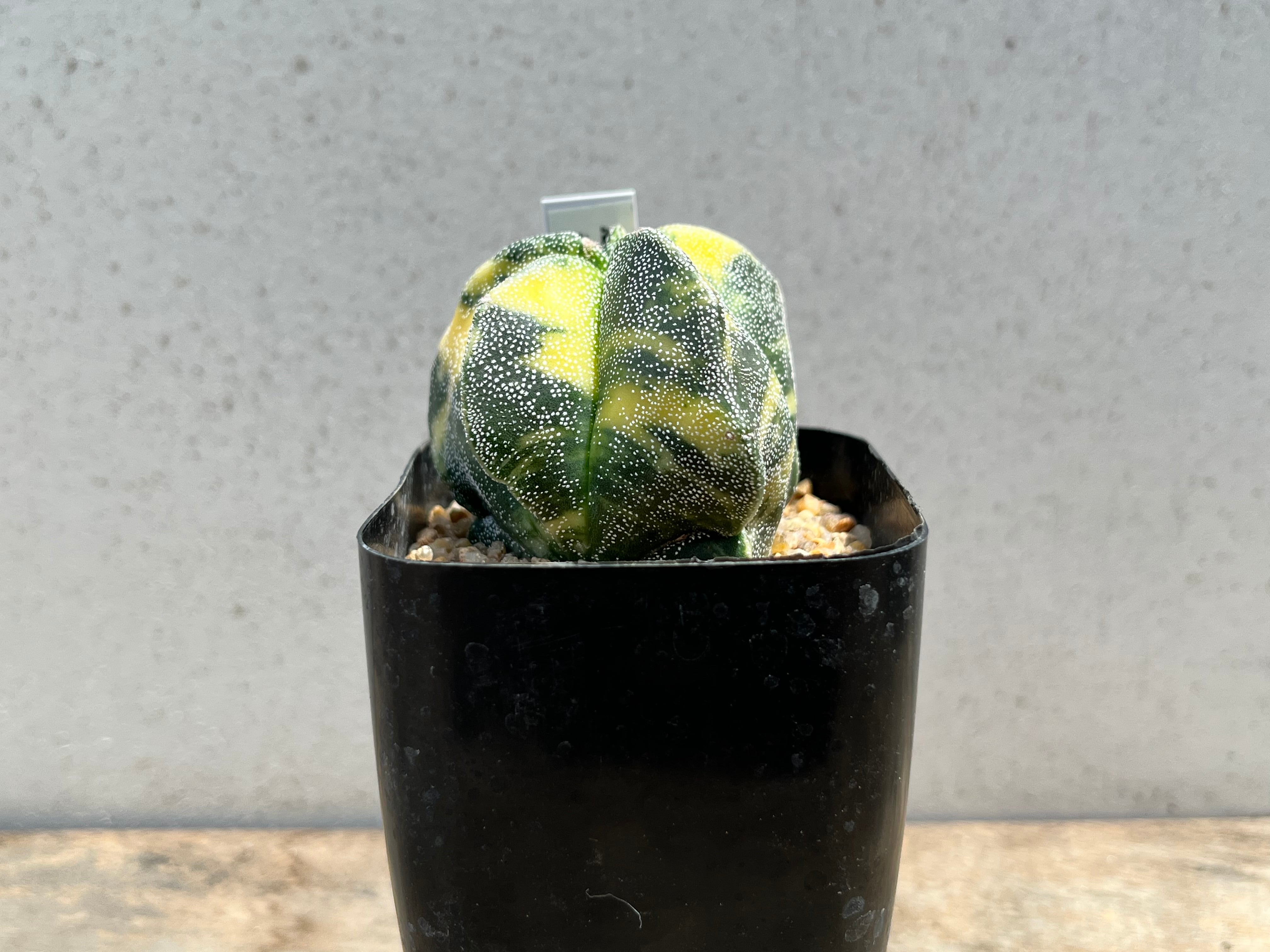 多肉植物 サボテン 復稜ランポー玉錦 竜神接 |観葉植物 多肉植物 サボテン 復稜ランポー玉錦 竜神接 |観葉植物