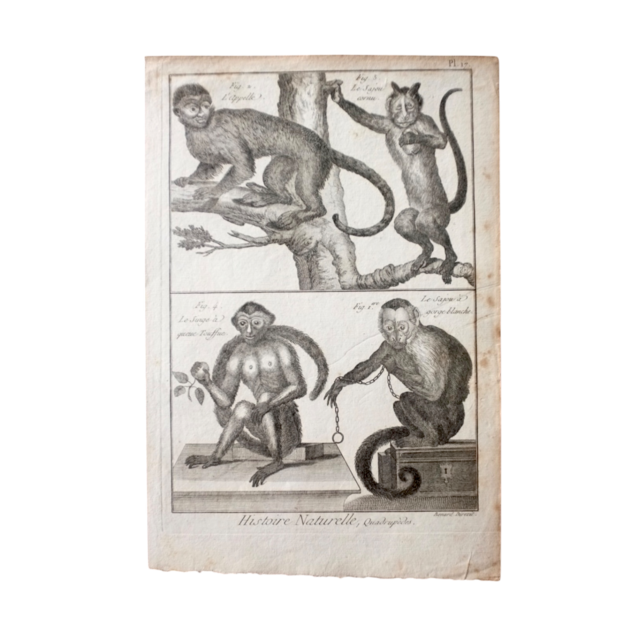 フランス 18世紀  Diderot D'Alembert 稀有な動物の博物画b アンティーク