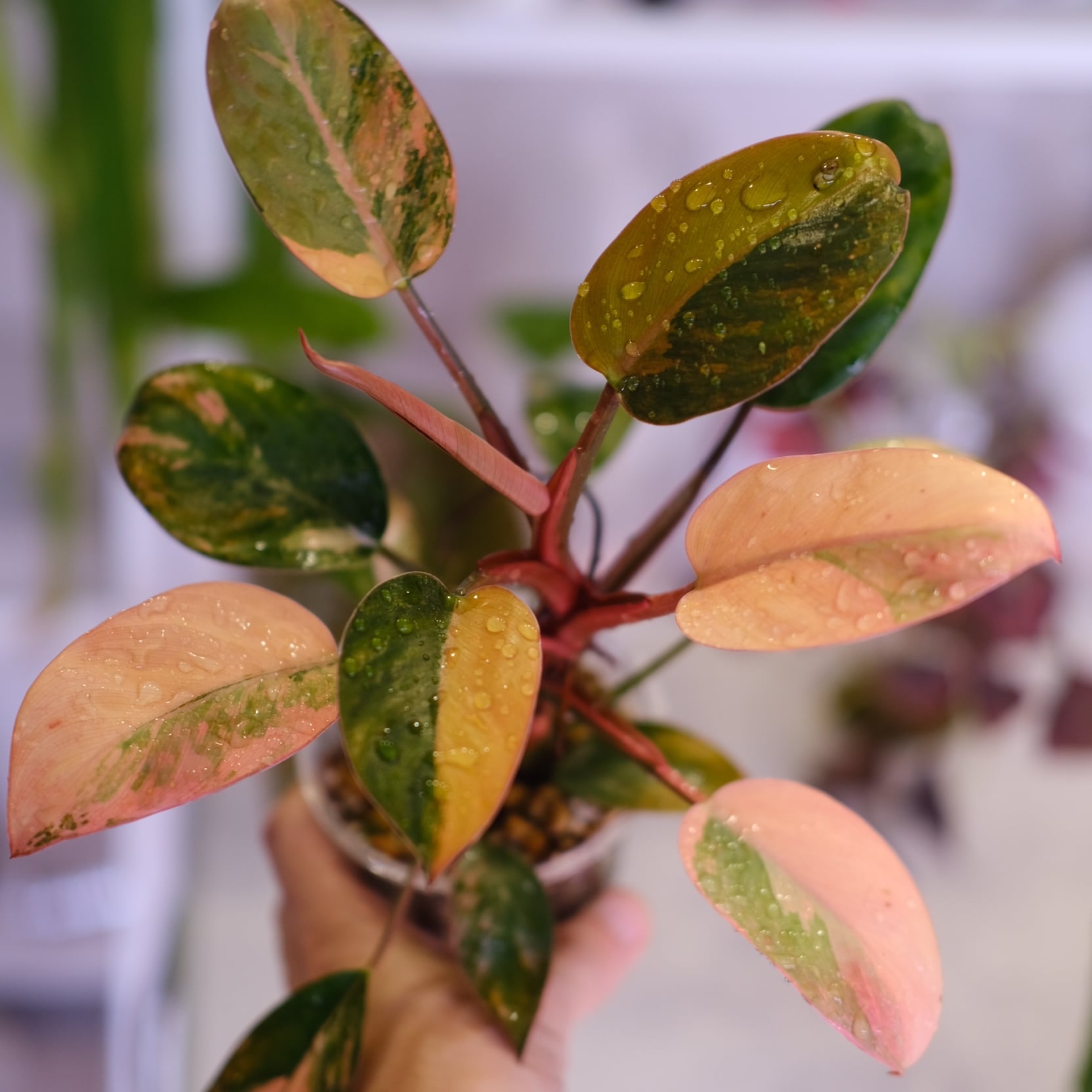 フィロデンドロン・レッドコンゴ│Philodendron Red Congo