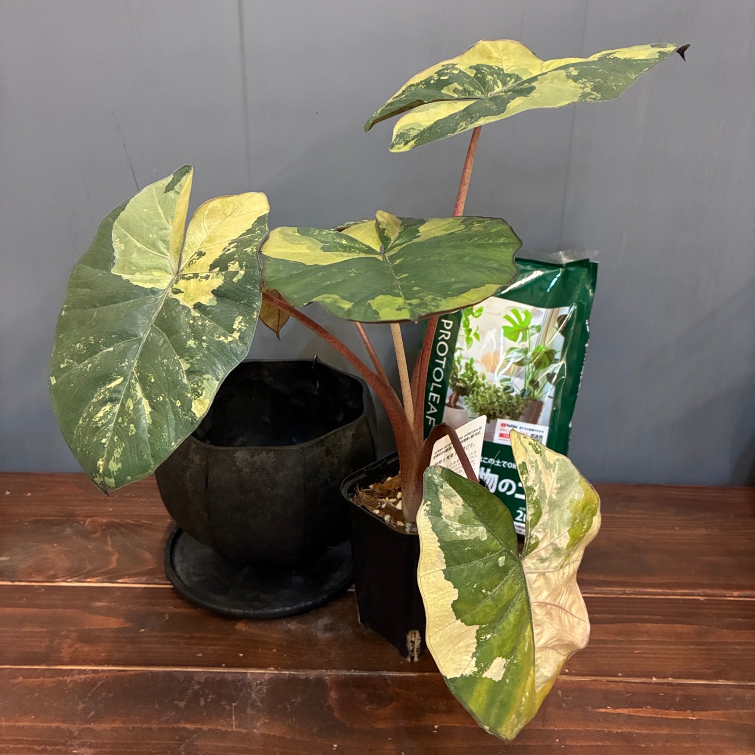 秋の植え替えフェア対象】【セット】アロカシア ユカタンプリンセス