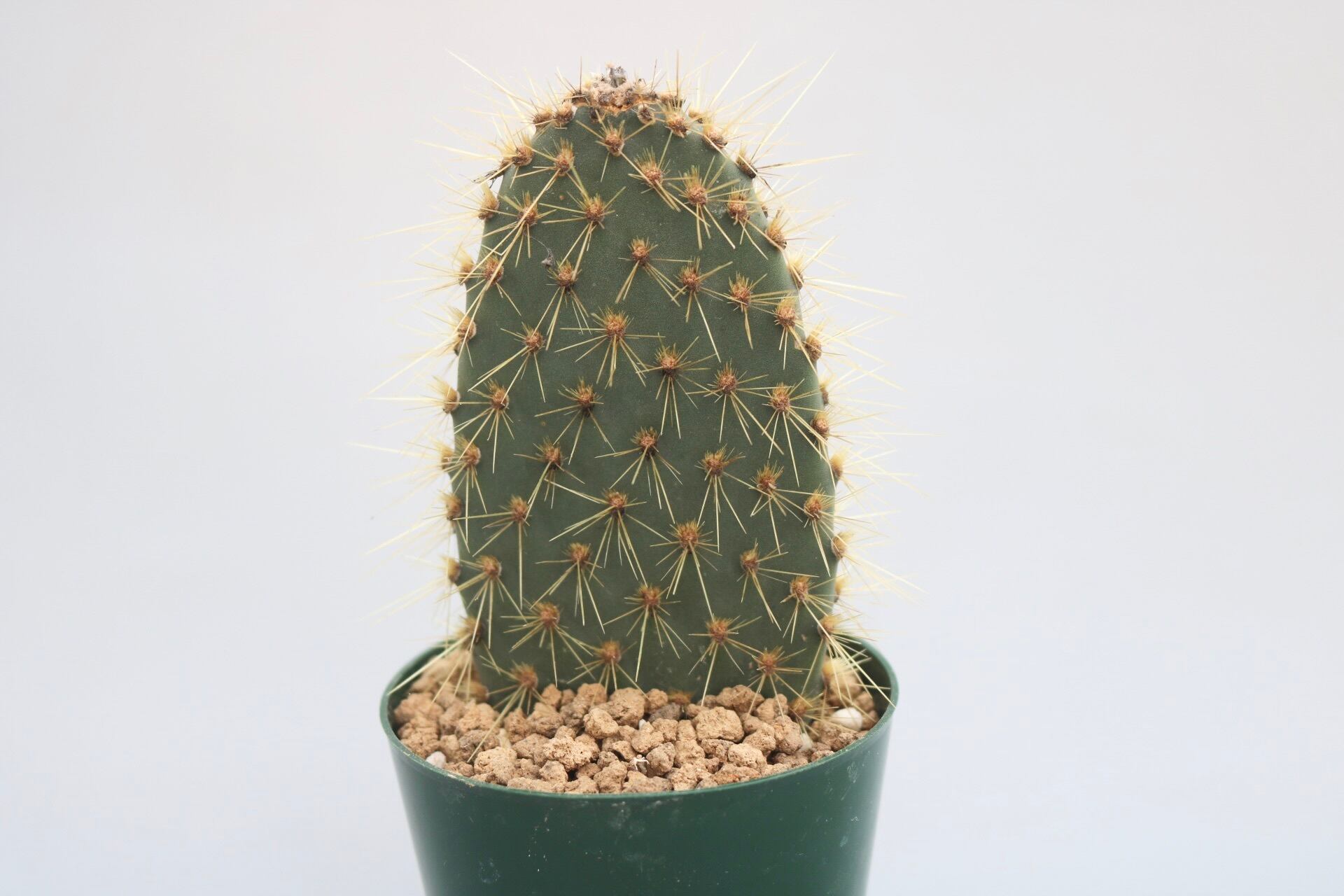 isla del pescado - Tephrocactus molinensis-妖鬼殿