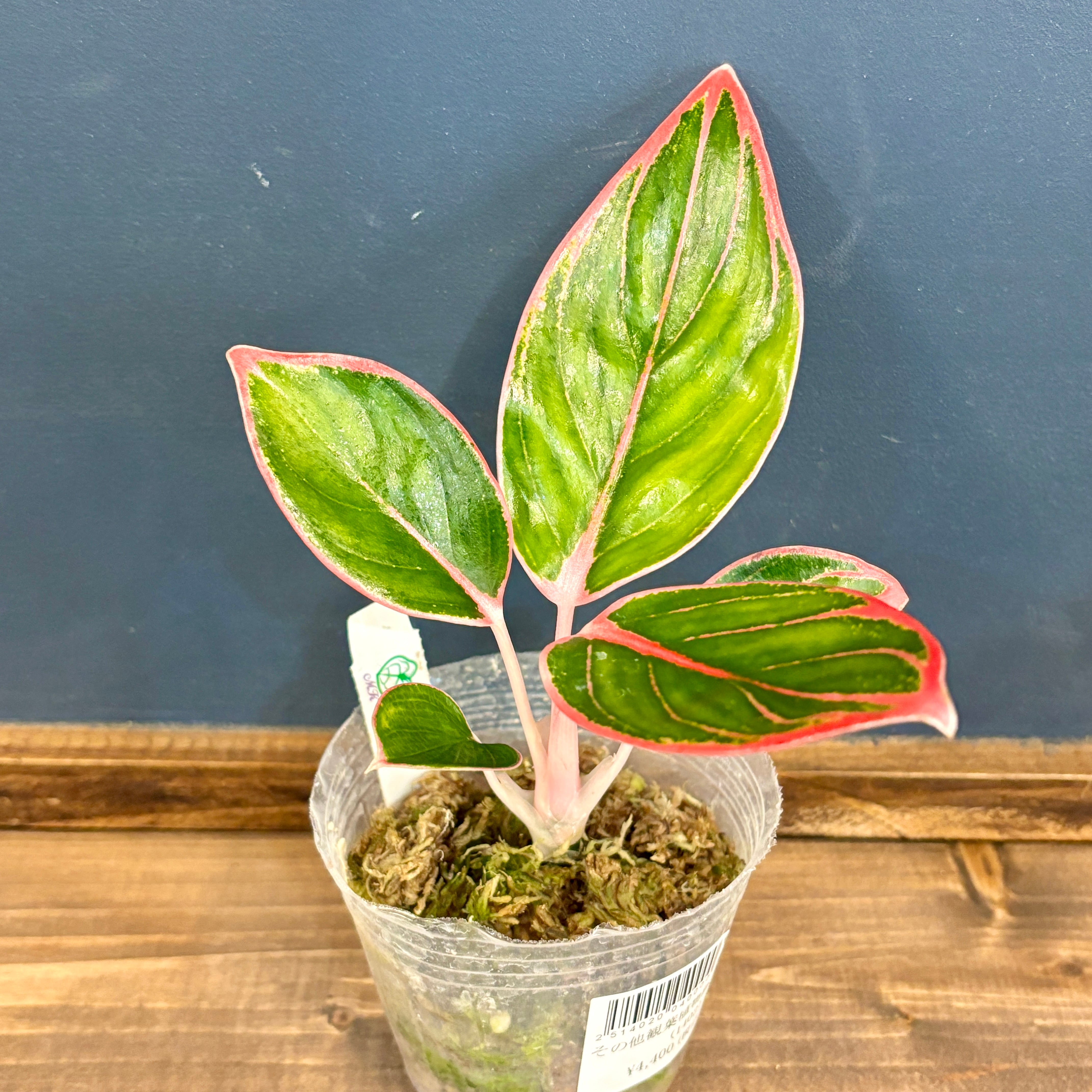 アグラオネマ】ロータスデライト Aglaonema Lotus Delight 希少