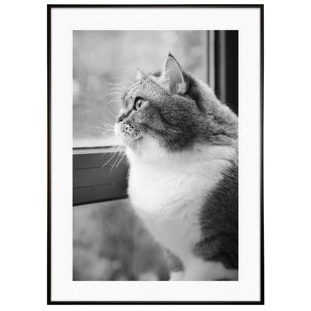 動物写真 窓と猫 インテリア モノクロアートポスター額装 AS1199