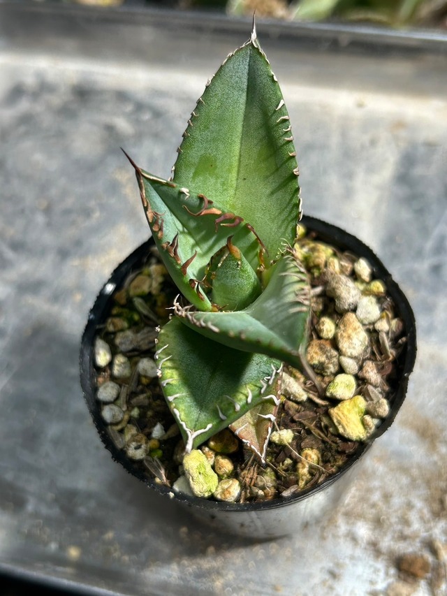 【 69 】oteroi seedling ②