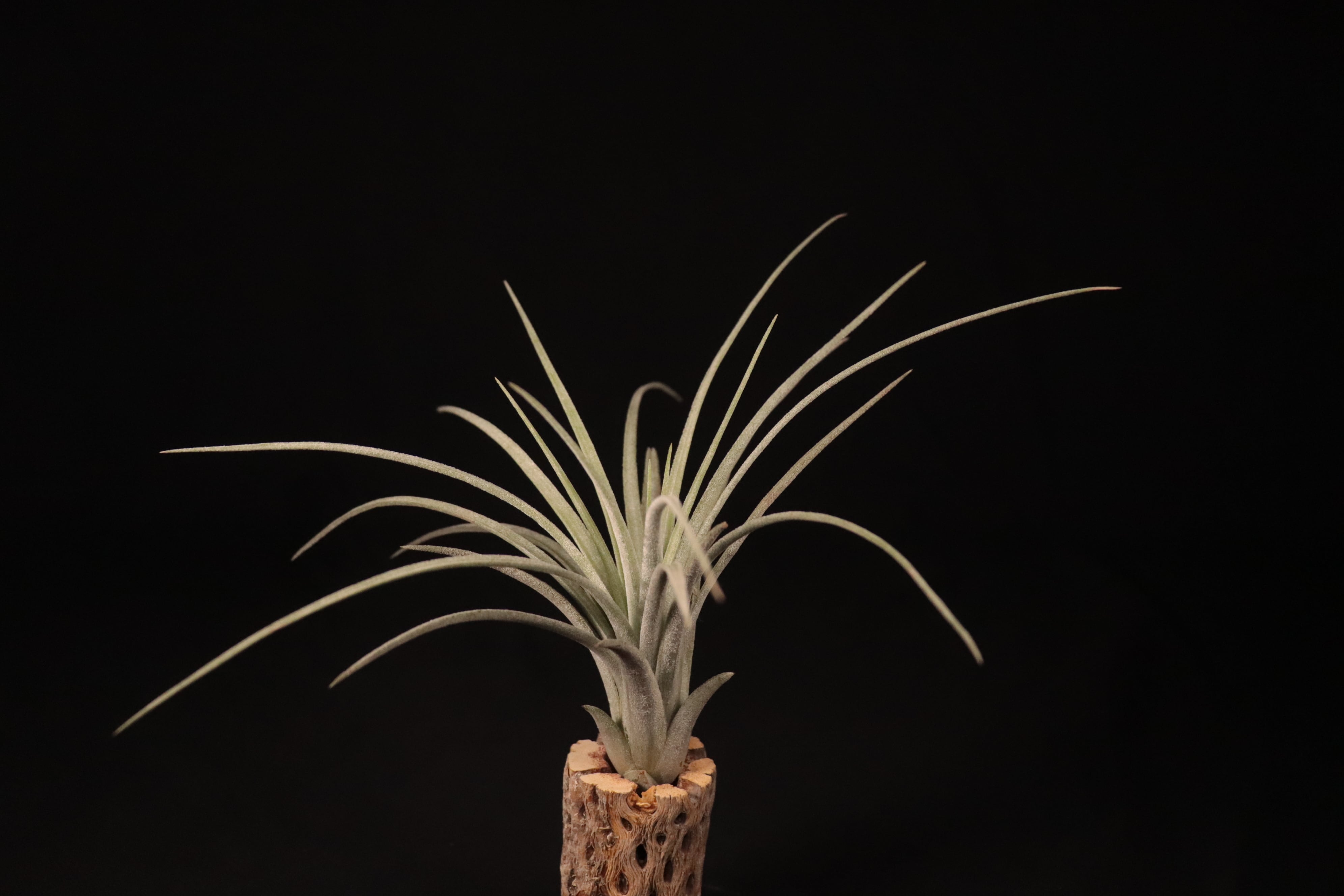 ブロメリア・エアープランツ Tillandsia 'Jumping For Joy' x 'BC' YCB