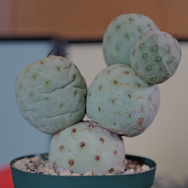 大球 5球 棘無し テフロカクタス ゲオメトリクス