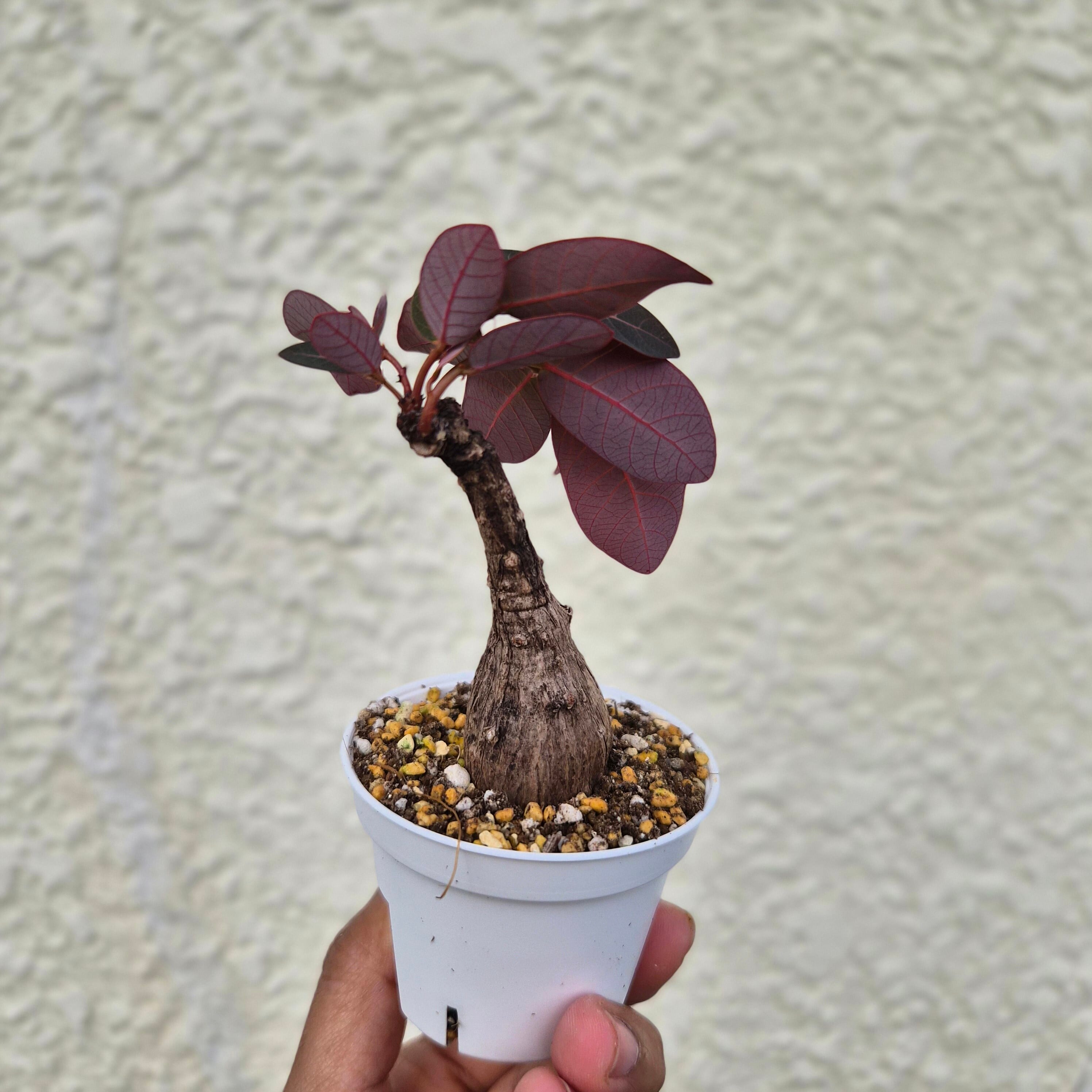 Sサイズ39〚フィランサス・ミラビリス〛Phyllanthus Mirabilis 塊根