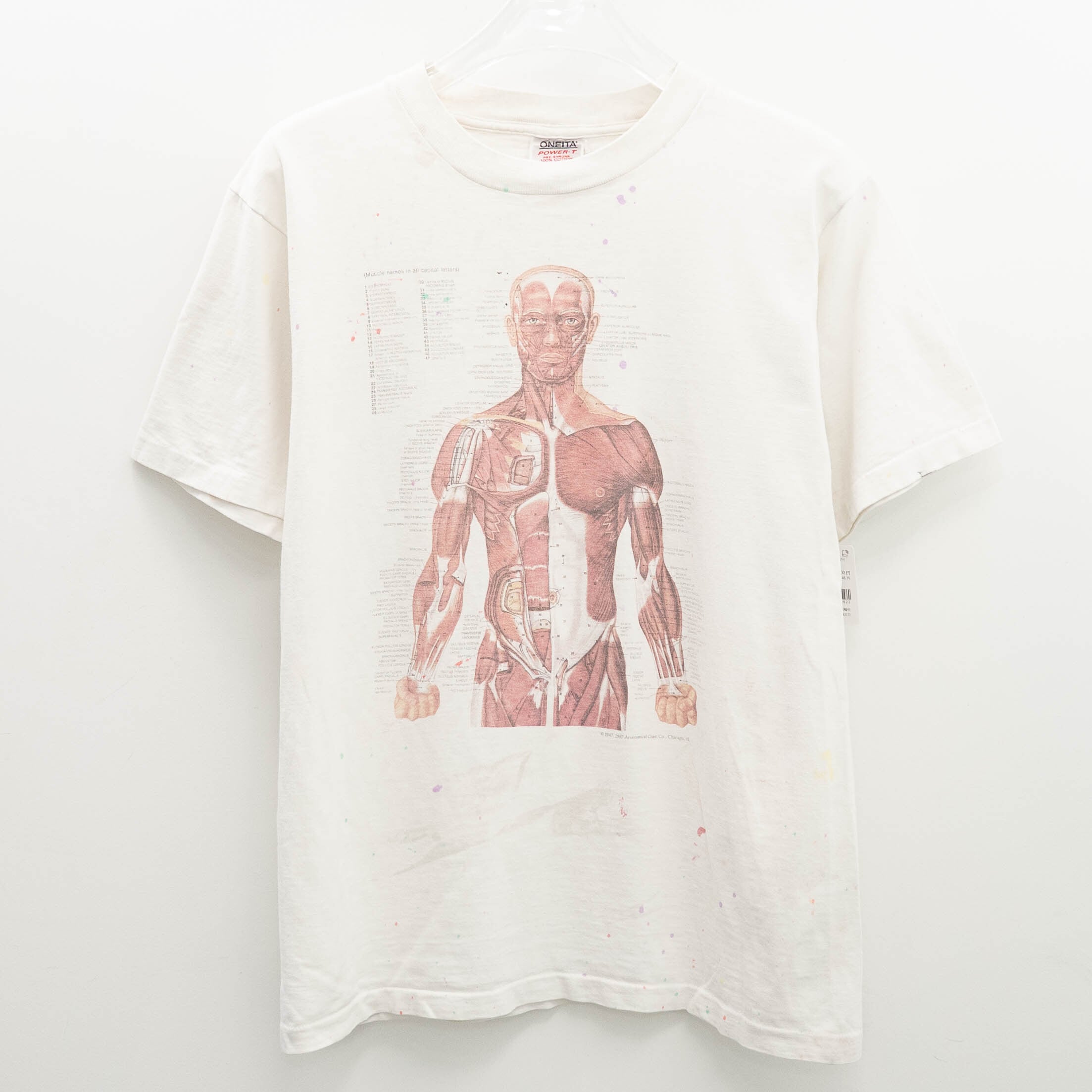 Anatomical Model ” Graphic ” Oneita L 【A8-623】