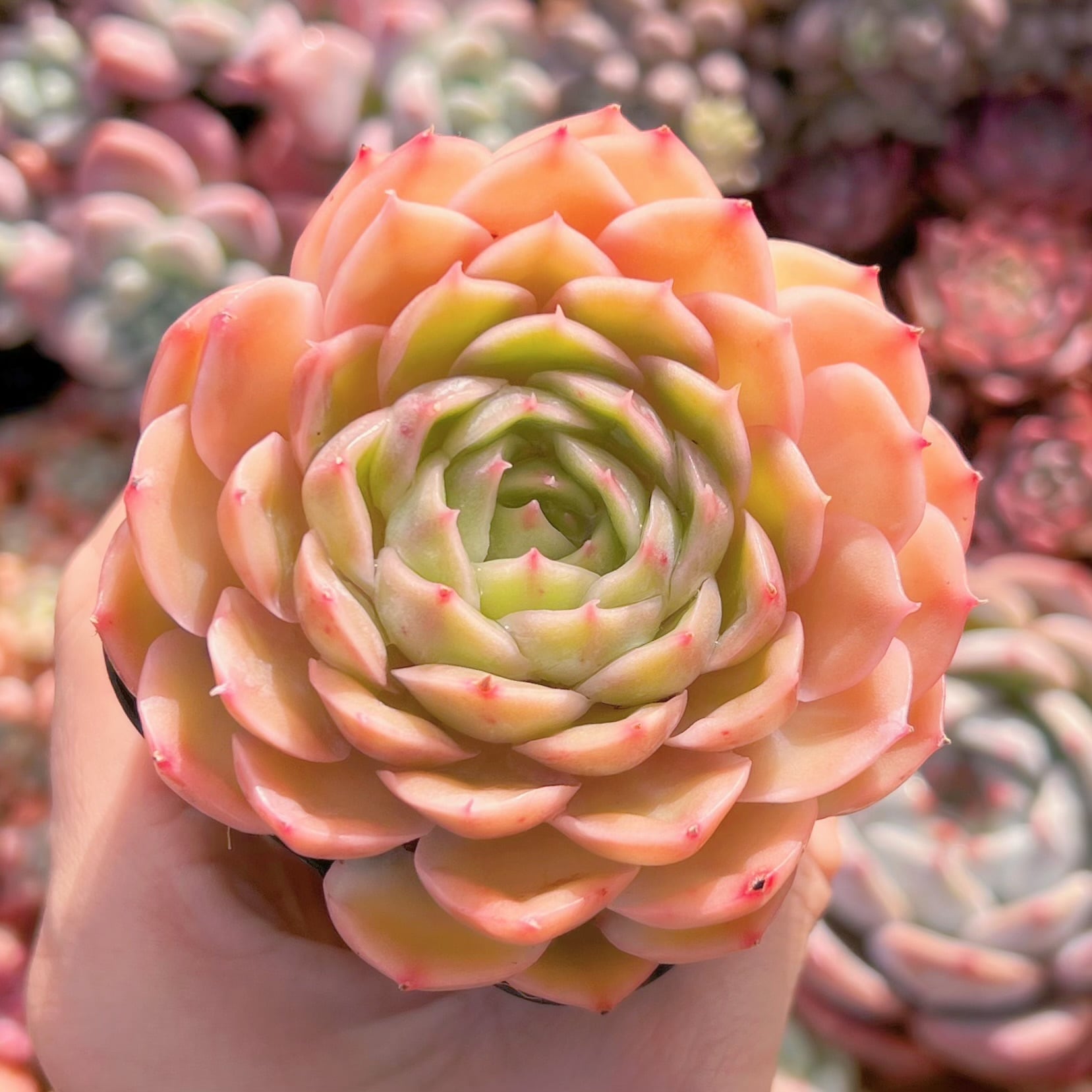 現品　オスロー#1008   るる農園