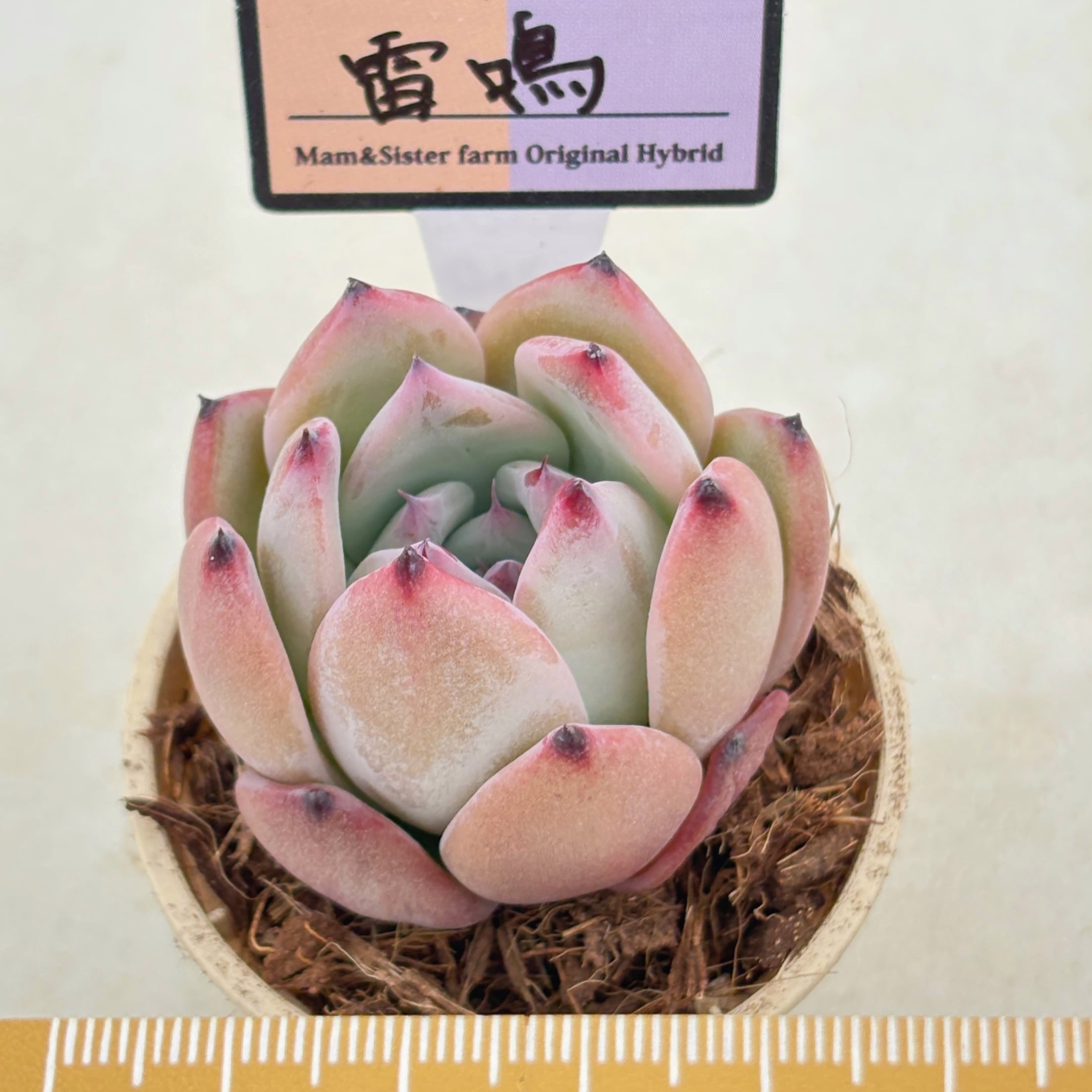 多肉植物と雑貨のお店 ふぁにぃ