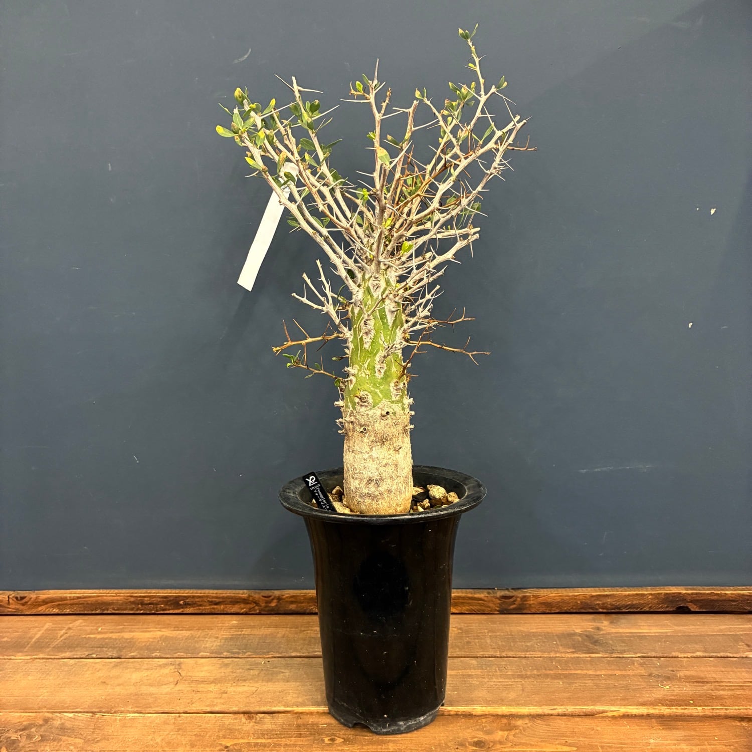 塊根植物 | PROTOLEAF プロトリーフ