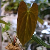 アンスリウム エース オブ スペード(AOS) × パピリラミナム(FS)⑤/ Anthurium Ace of spades × Papillilaminum / 観葉植物