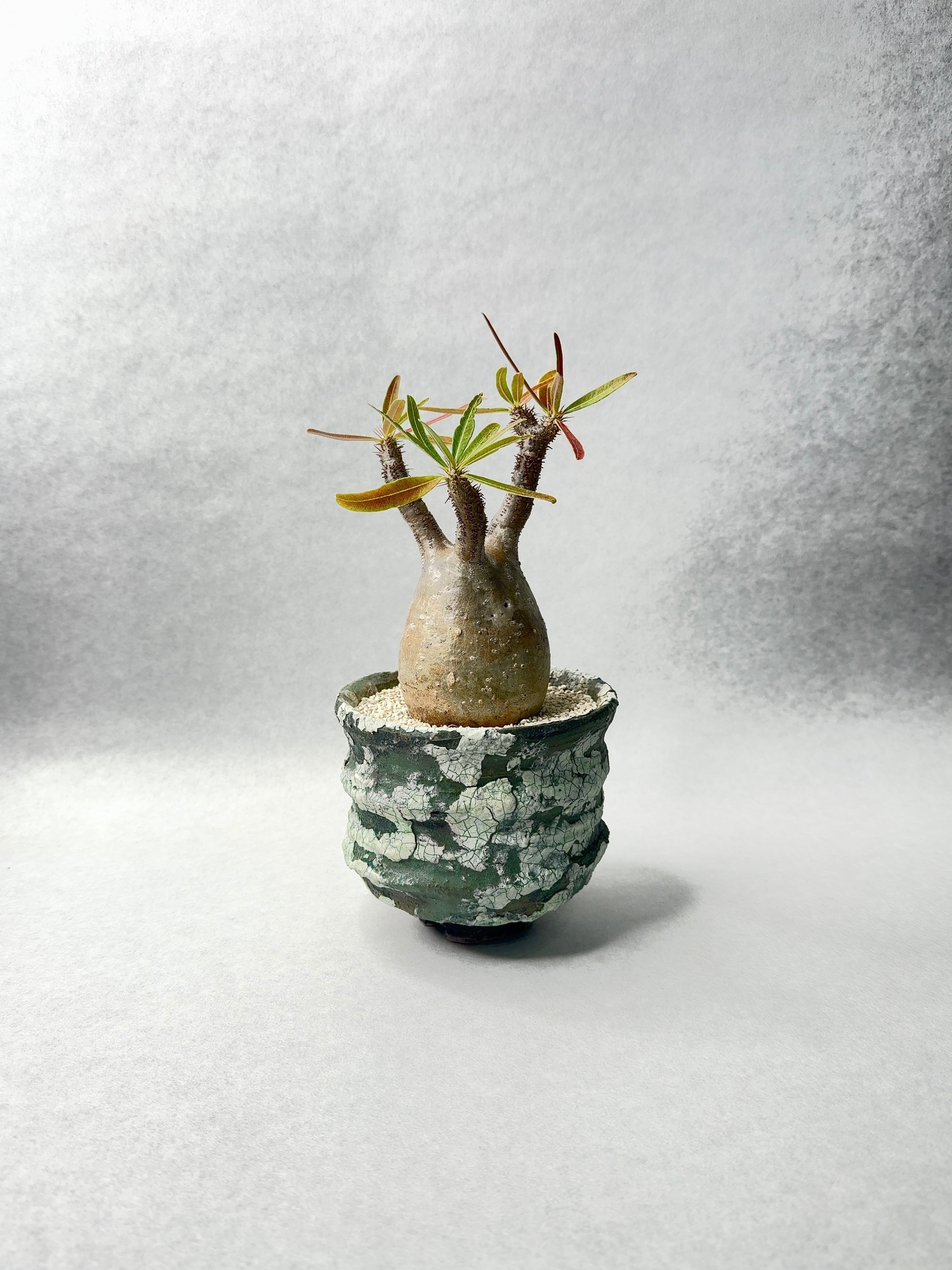 パキポディウム・グラキリス | trigger