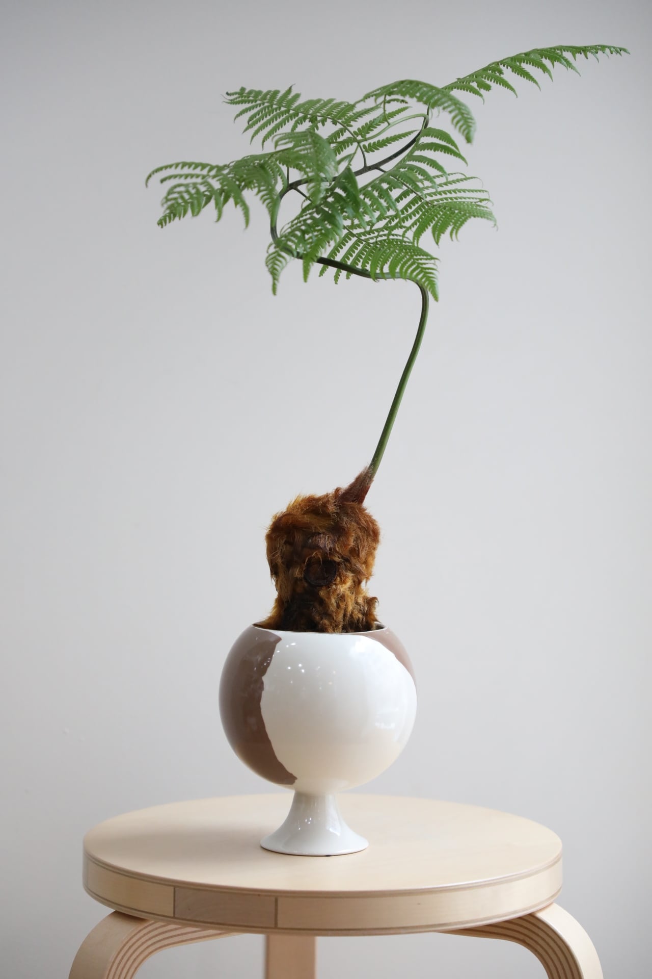 M】金毛狗-キンモウコウ-/Golden chicken fern | 【厳選植物・器