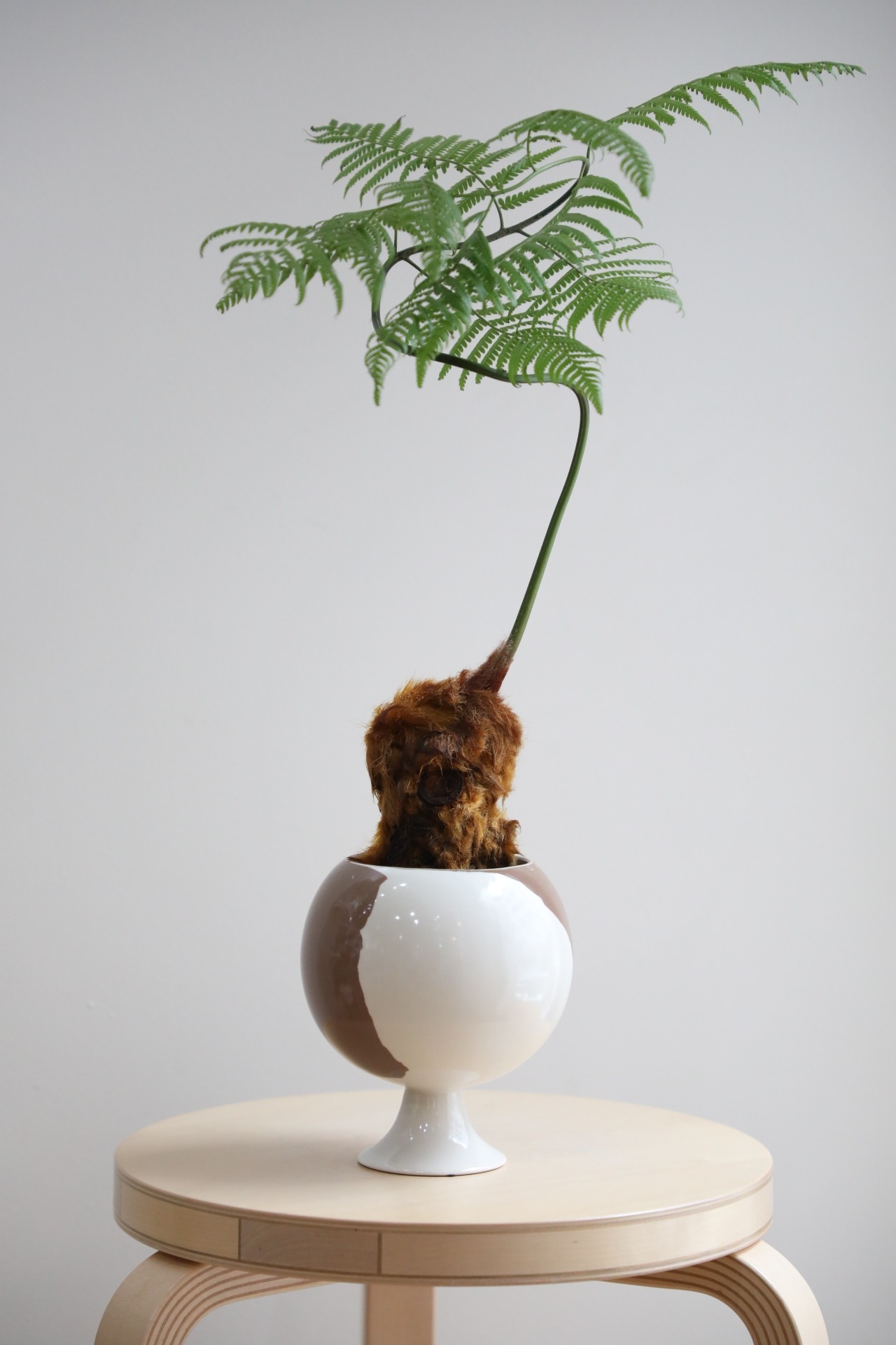【M】金毛狗-キンモウコウ-/Golden chicken fern