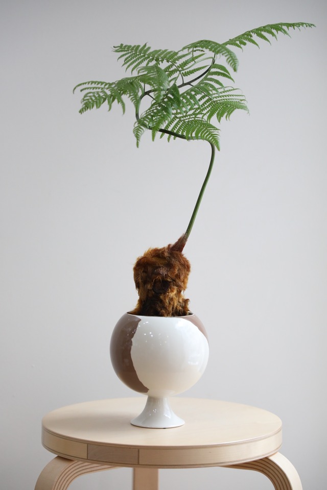 【M】金毛狗-キンモウコウ-/Golden chicken fern